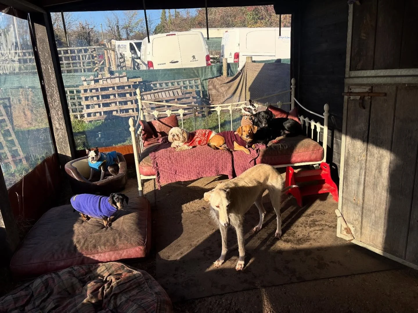 Our pawfect little 🌞trap.

@actheveny @alba_salukigreyhound @adayinthefield_doggiedaycare @lynne.james1 

#georgeandfriends #doggydaycarehackney #doggydaycarehackneydowns #hackney #london #homerton #shoplocal #visitlondon #clapton #hackneydogs #dogs