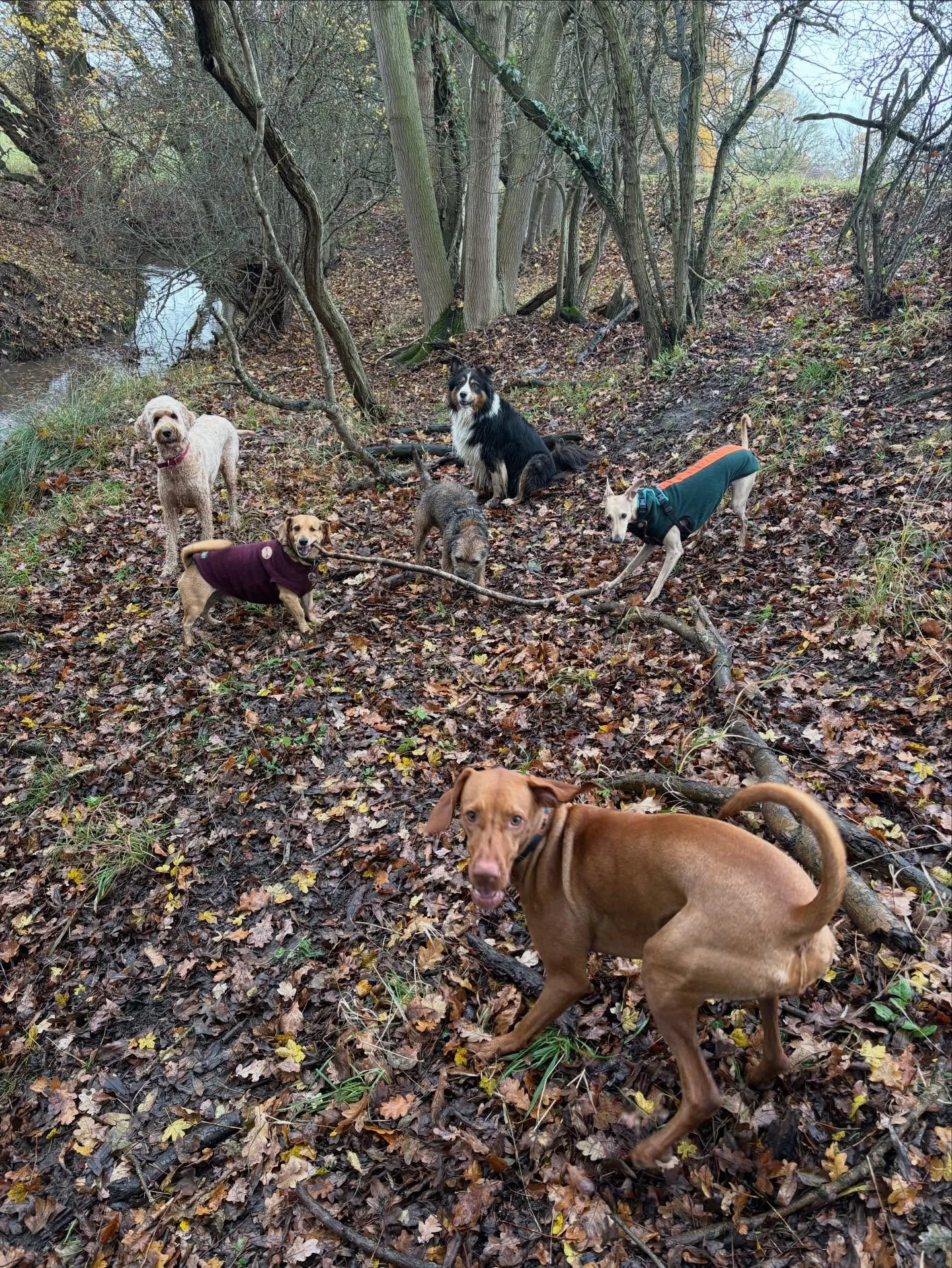 Action shot 📸 

@harry_eckersley @laurahaddleton @theduchessofdalston @luciasanti71 @daisygod @everything__must__grow 

#georgeandfriends #doggydaycarehackney #doggydaycarehackneydowns #hackney #london #homerton #shoplocal #visitlondon #clapton #hac