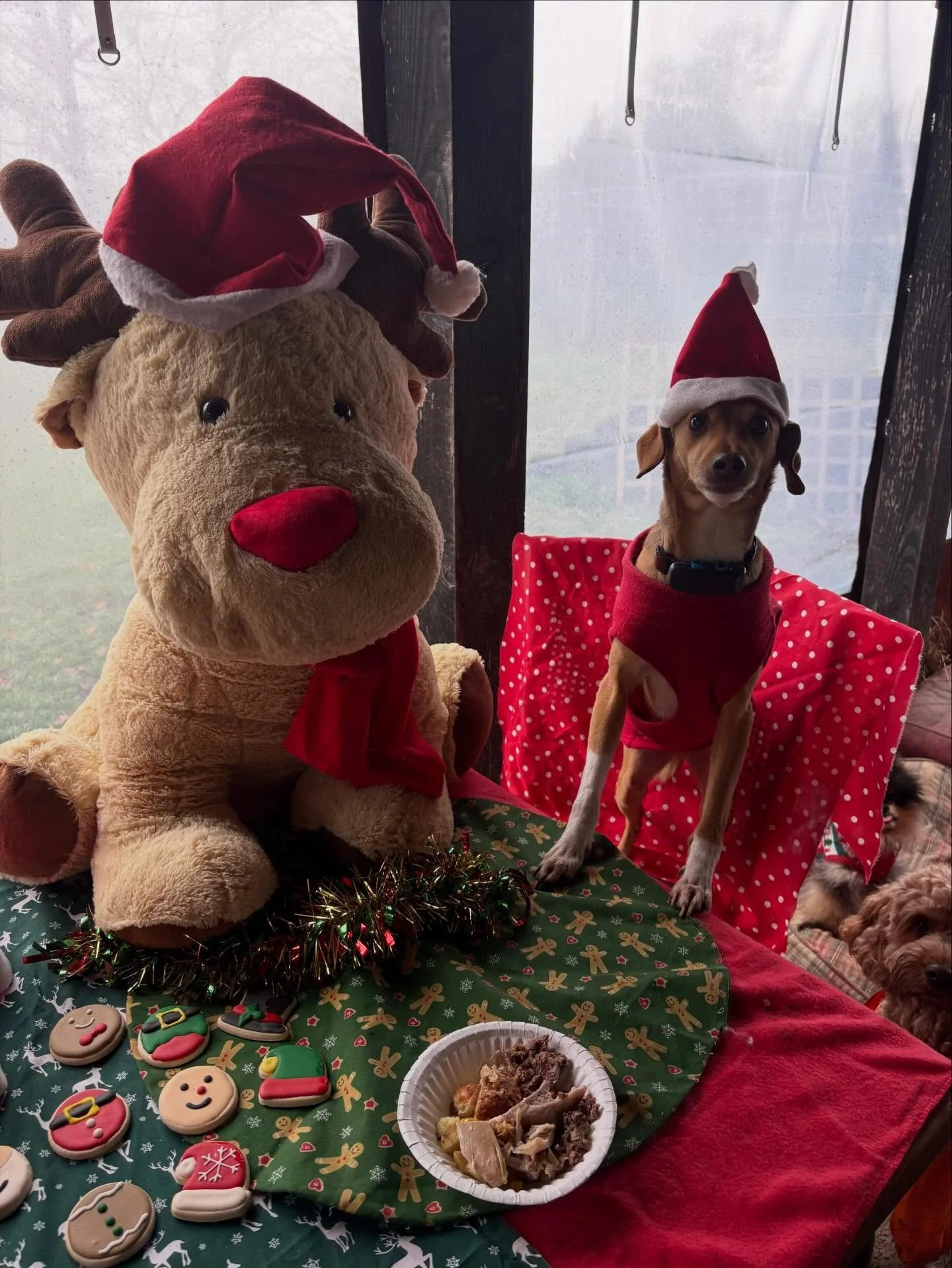 Schools out for @bootsthewonderdog &amp; @phileasfoggtheunderdogg.
Thanks you representing Team OG with such passion, commitment &amp; loyalty. Same again next year?

@busybeingabetterhuman @shmarsh2210 

#georgeandfriends #doggydaycarehackney #doggy