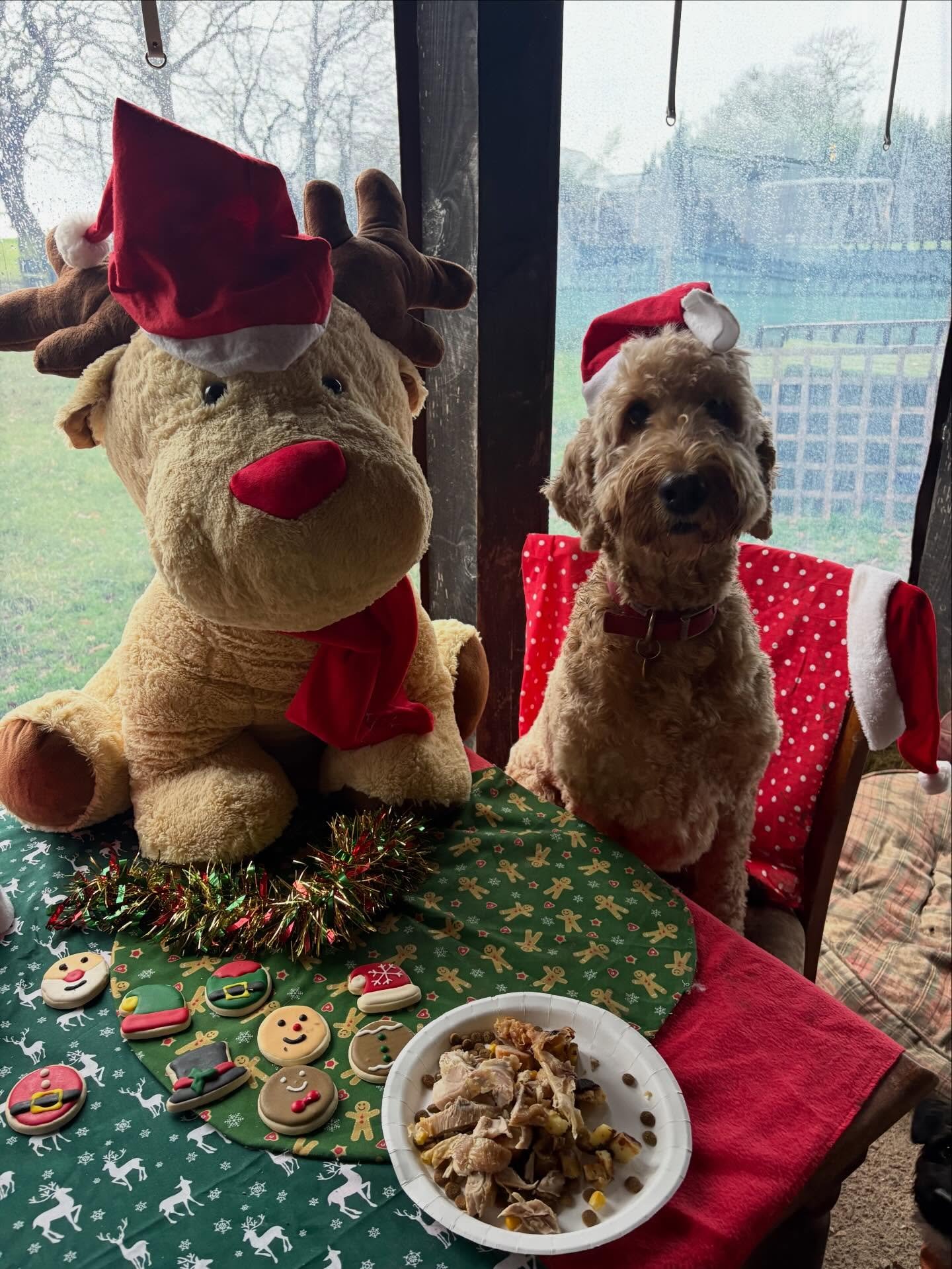 School&rsquo;s out for Flo.
Thank you always being so enthusiastic when getting picked up in the morning and for always being the biggest goofball at the field.
Merry Pawsmas xx

@luciasanti71 

#georgeandfriends #doggydaycarehackney #doggydaycarehac