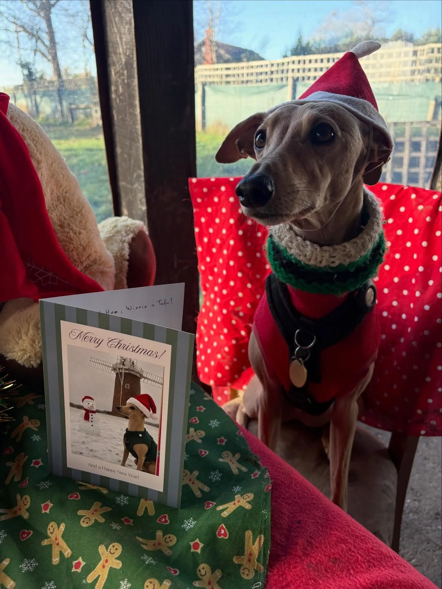 School&rsquo;s out for Ianto!
Thank you for being always the cheeky chap of the group and for keeping everypawty&rsquo;s spirits up this year.
Same again next year?
Merry Pawsmas xx

@daisygod @everything__must__grow 

#georgeandfriends #doggydaycare