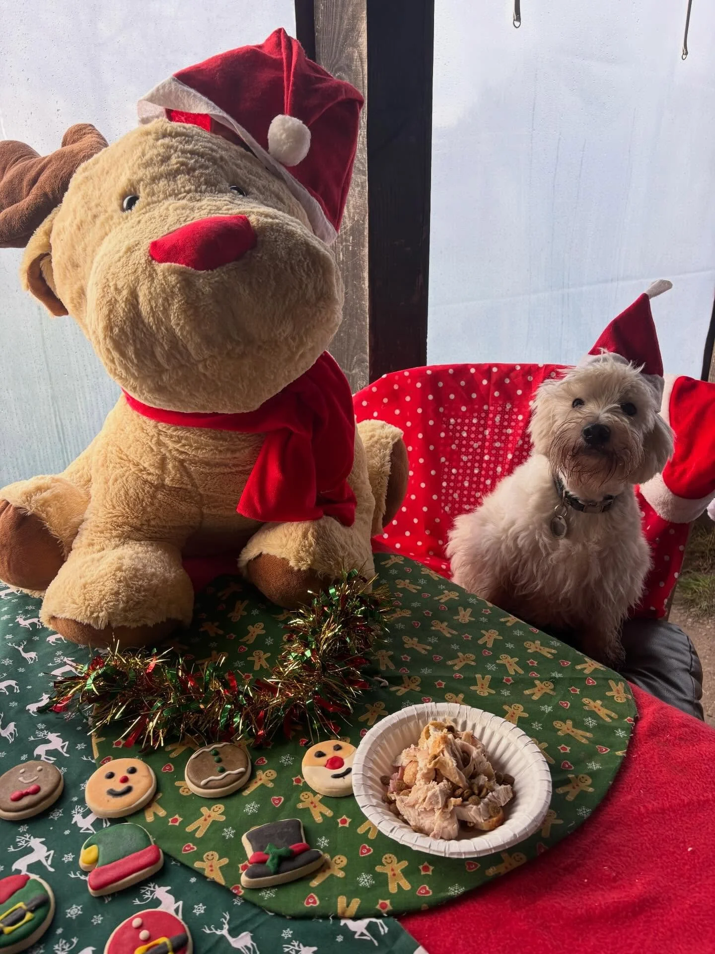 Schools out for Misty.

Thank you for being the mischief maker and being the bestest bestie Pip could have ever asked for.
Merry Pawsmas xx

@liz_anne_chapman 
#minidachshund #minidachshundofinstagram #sausagedog #sausagedogsofinstagram #rescuedog re