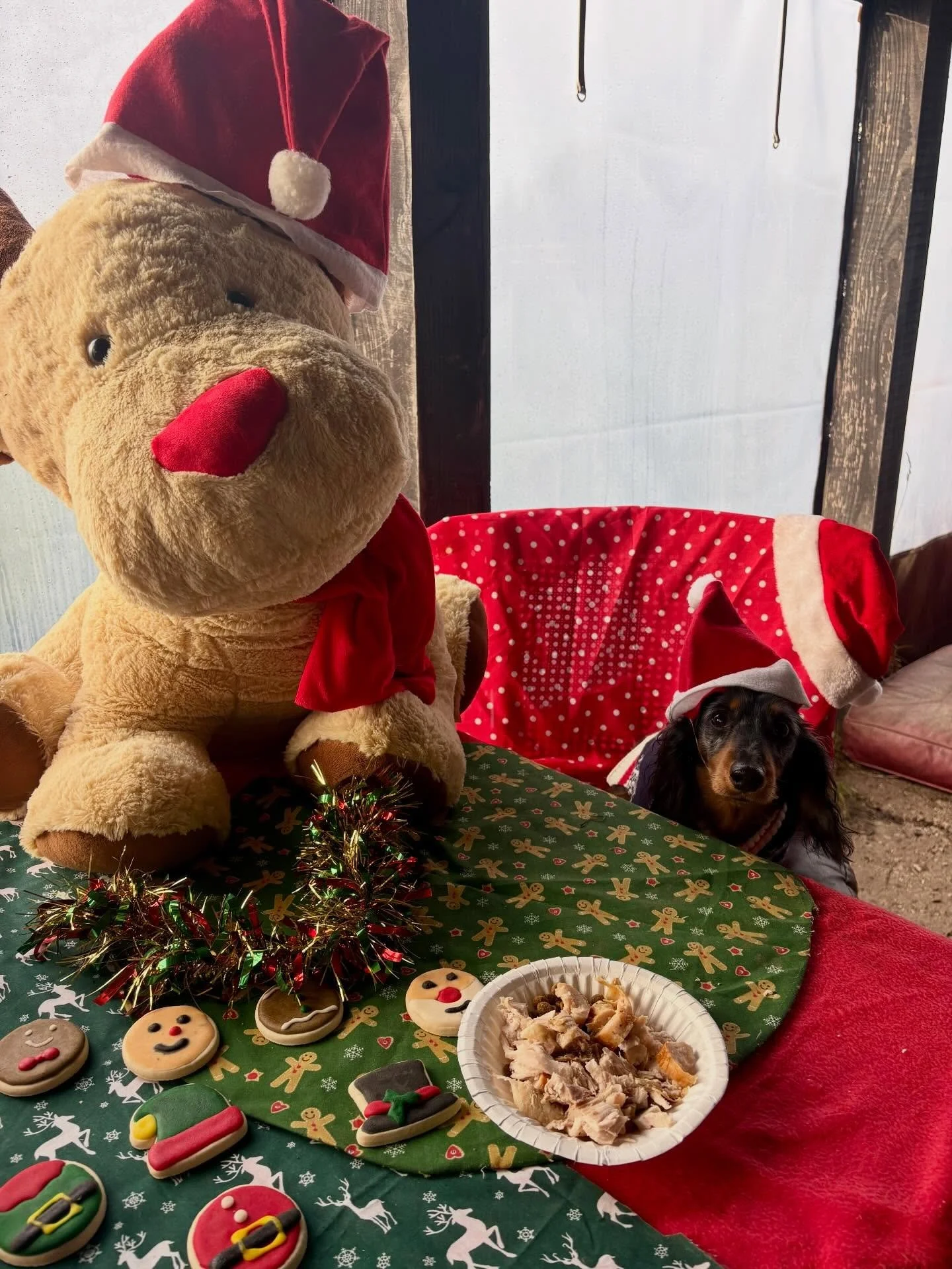 Schools out for Truffle!

Thank you for all the love and for bringing the pawty to G&amp;F. Same again next year?
Merry Pawsmas xx

#minidachshund #minidachshundofinstagram #sausagedog #sausagedogsofinstagram #rescuedog rescuedogsofinstagram adoptdon