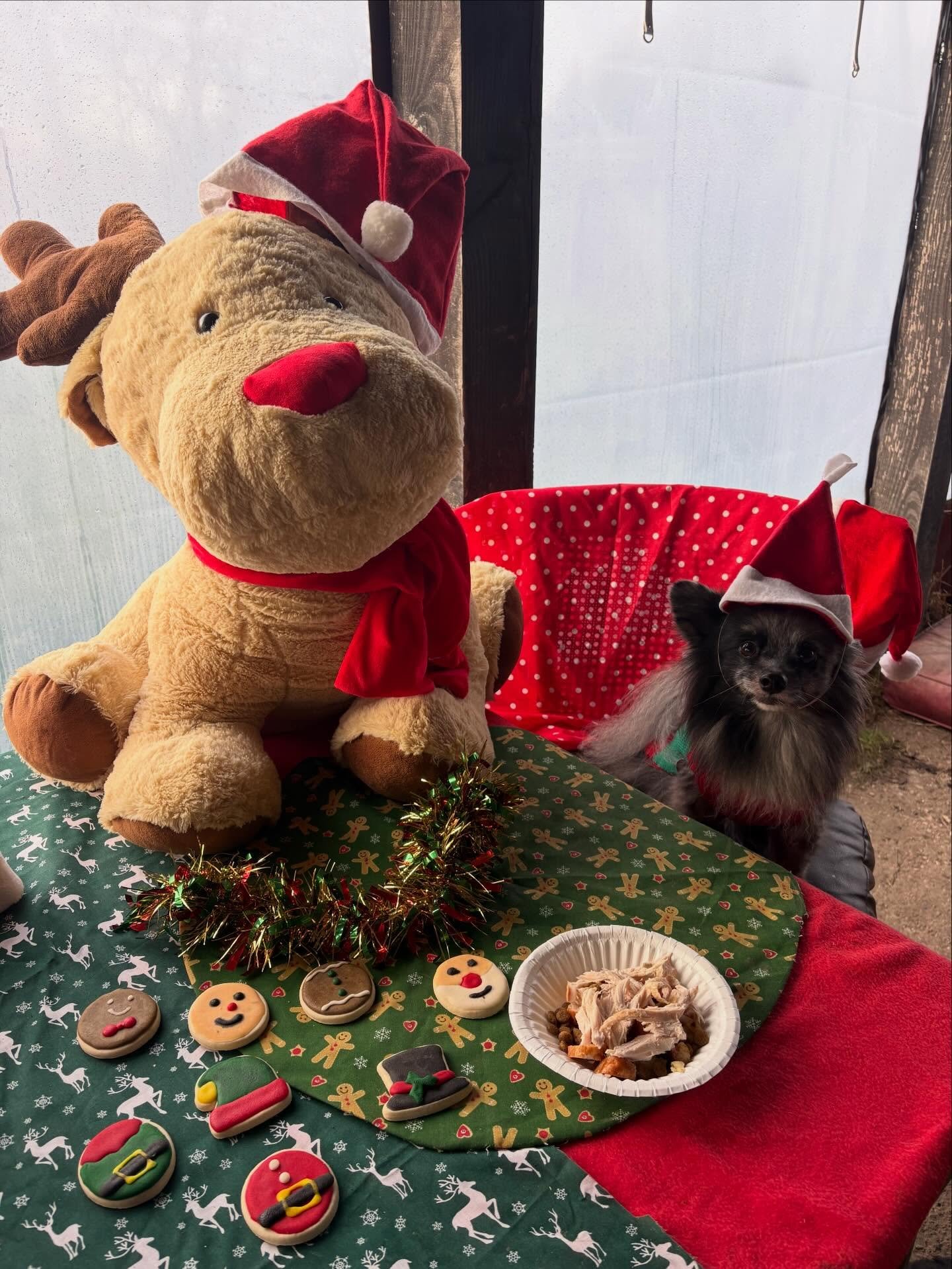 Schools out for Spike!

Thank for your being the cheek &amp; the sass to G&amp;F this year. Same again next year?
Merry Pawsmas xx

@angelbabyspike @emmahopeall 

#minidachshund #minidachshundofinstagram #sausagedog #sausagedogsofinstagram #rescuedog