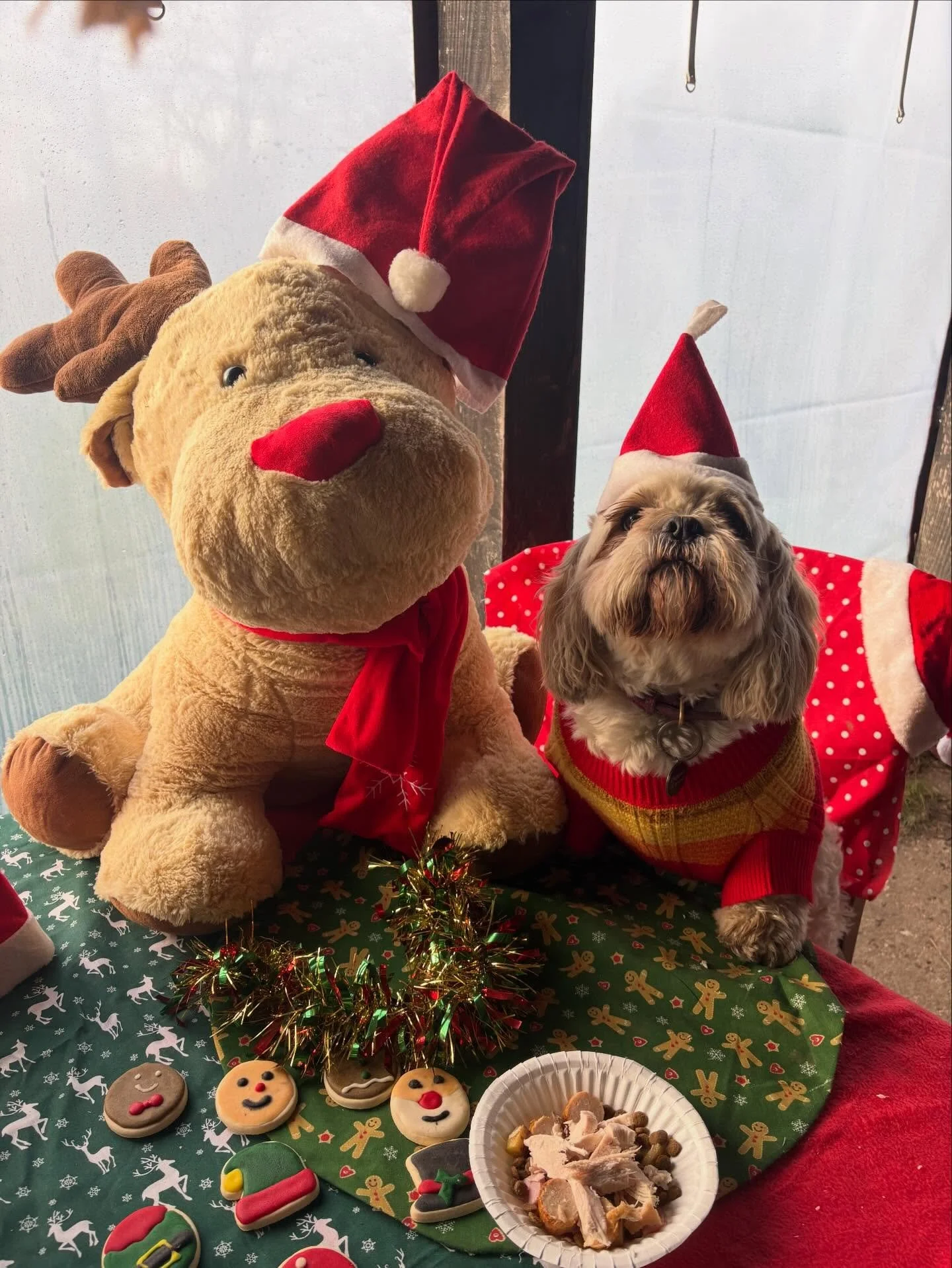 Schools out for Blue!

Thank you for always bringing elegance &amp; grace to the chaos. Let&rsquo;s do it again next year!
Merry Pawsmas xx

@lynne.james1 
#minidachshund #minidachshundofinstagram #sausagedog #sausagedogsofinstagram #rescuedog rescue