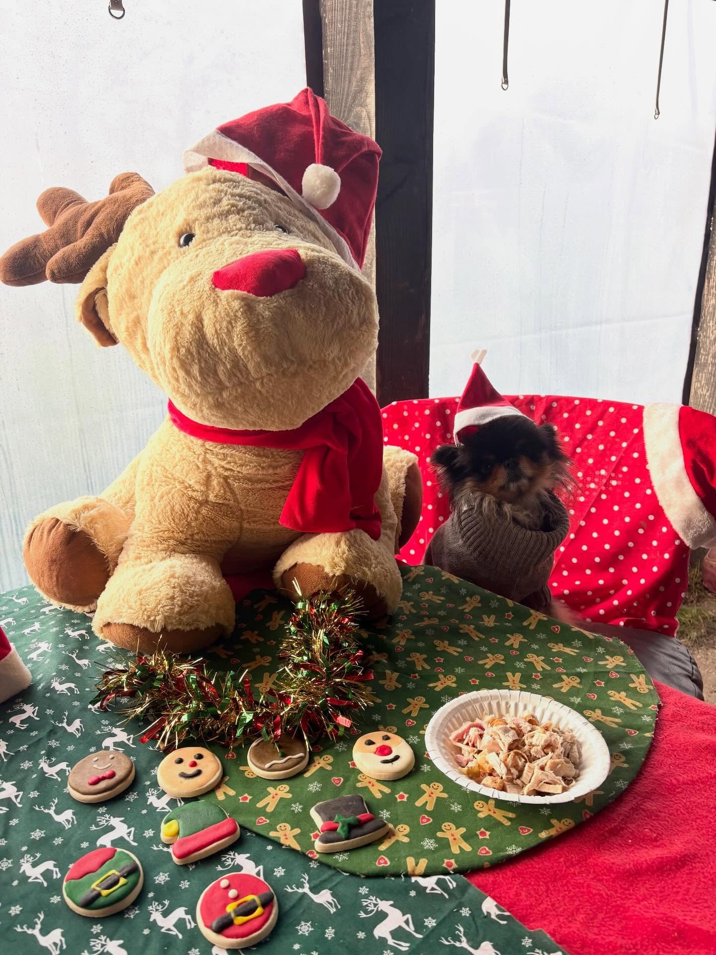 Schools out for Ralph.

Thank you for being an absolute little legend and bringing the cuteness to G&amp;F. We ❤️ you!
Merry Pawsmas xx

@sir_ralph_pomelot 
#minidachshund #minidachshundofinstagram #sausagedog #sausagedogsofinstagram #rescuedog rescu