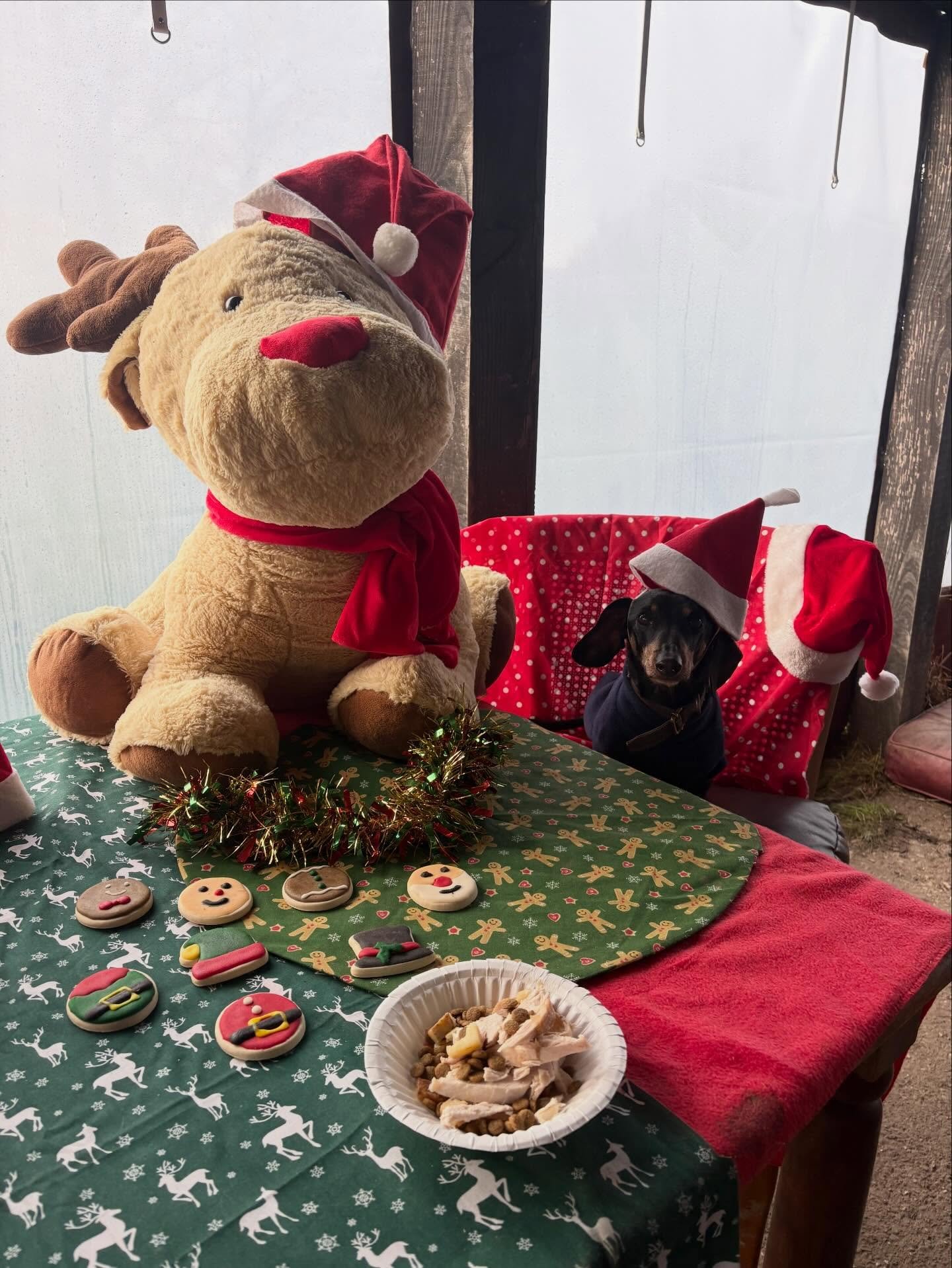 Schools out for Henry!

9 years since we last saw you and what a reunion we&rsquo;ve had! Looking forward to making many more memories in 2026.
Merry Pawsmas!

@actheveny 

#minidachshund #minidachshundofinstagram #sausagedog #sausagedogsofinstagram 