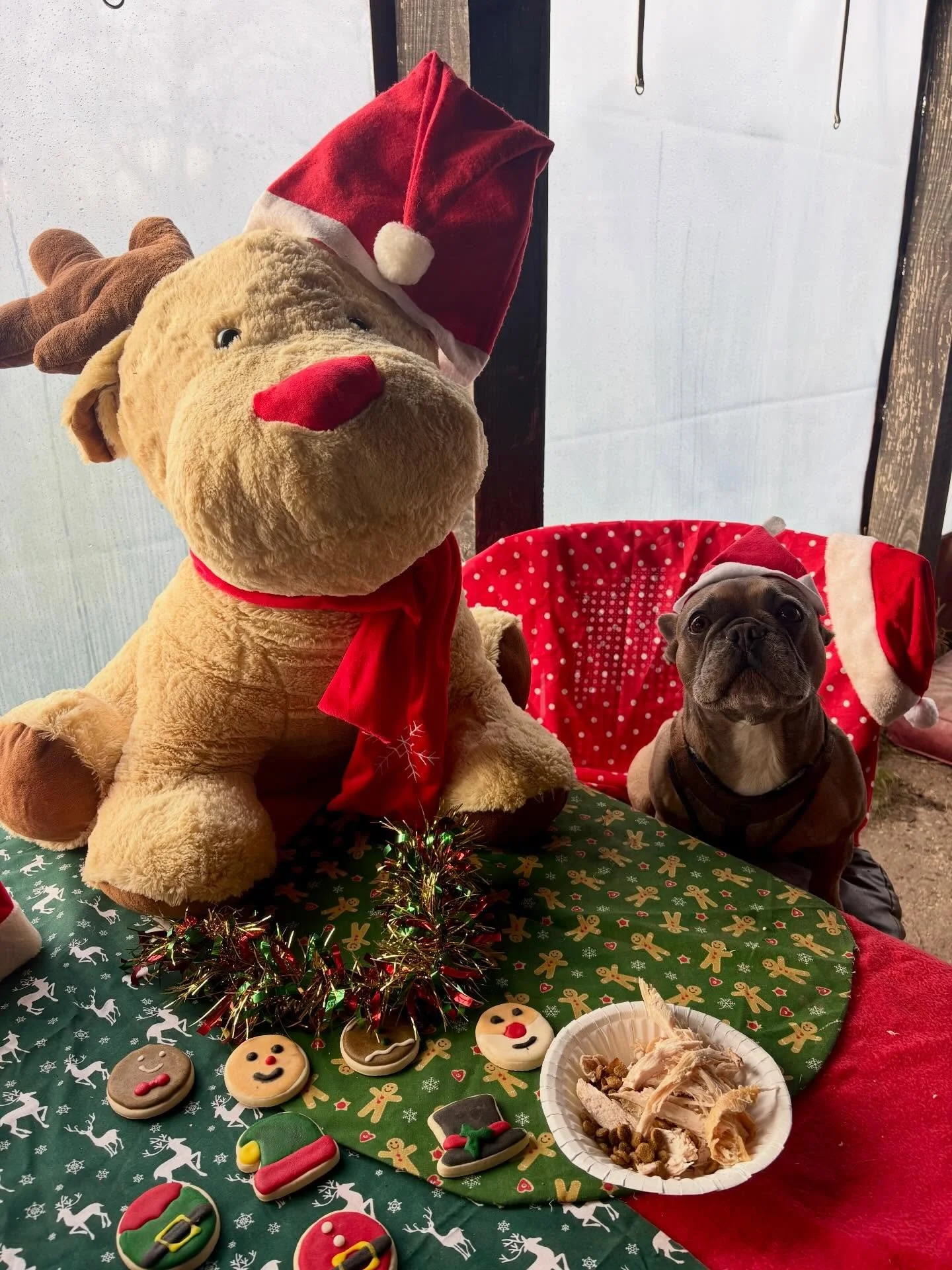 Schools out for Billie-Jean!

Thank you for improving our ball skills this years and your always being 💯 committed.
Merry Pawsmas xx

@misstraciarlene @fujitakaoru 
#minidachshund #minidachshundofinstagram #sausagedog #sausagedogsofinstagram #rescue