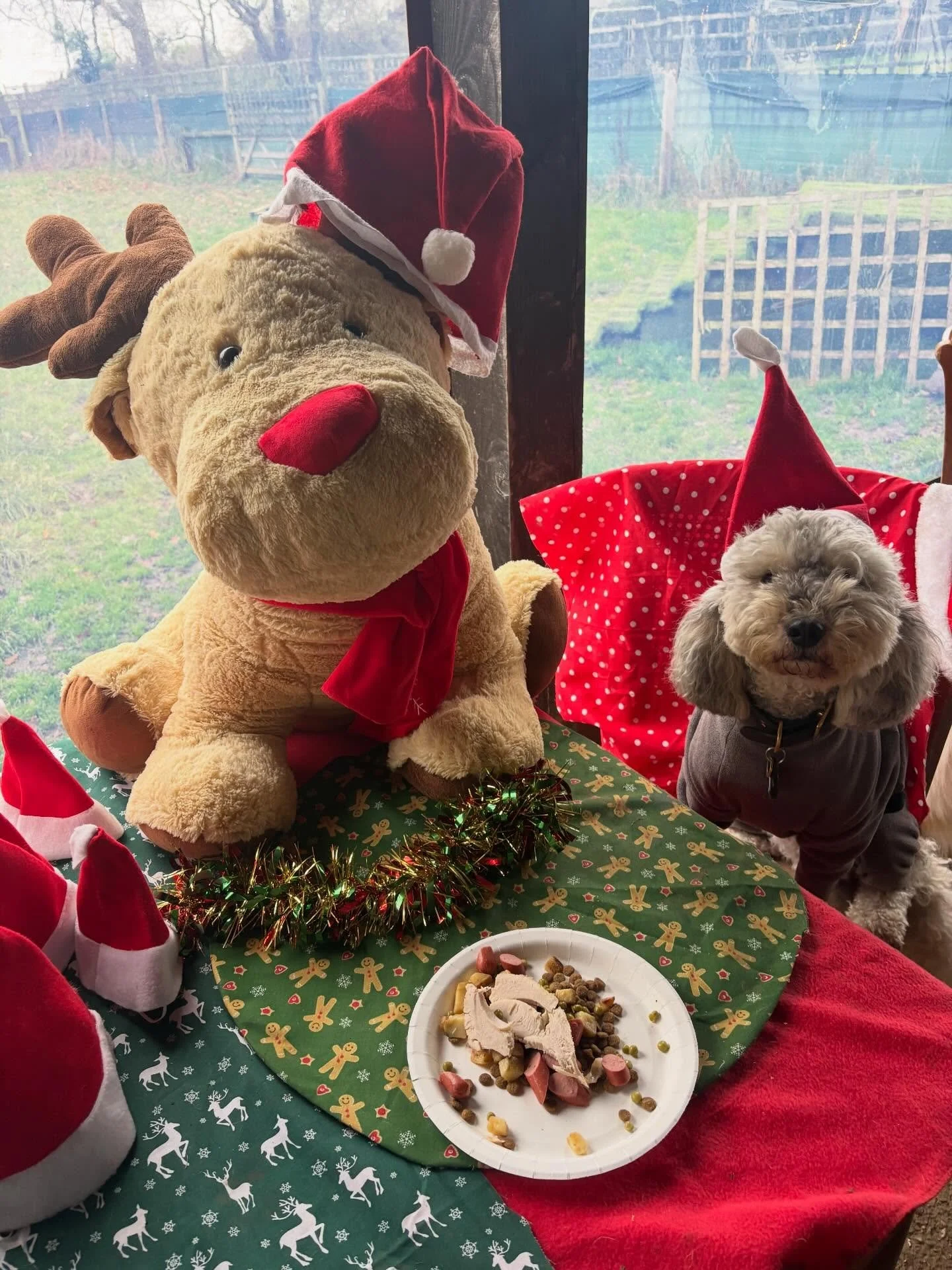 School&rsquo;s out for Henry!

@mollygramming 
Thanks for being such a super star this year and for all the love &amp; cuddles.
Merry Pawsmas xx

#georgeandfriends #doggydaycarehackney #doggydaycarehackneydowns #hackney #london homerton shoplocal vis