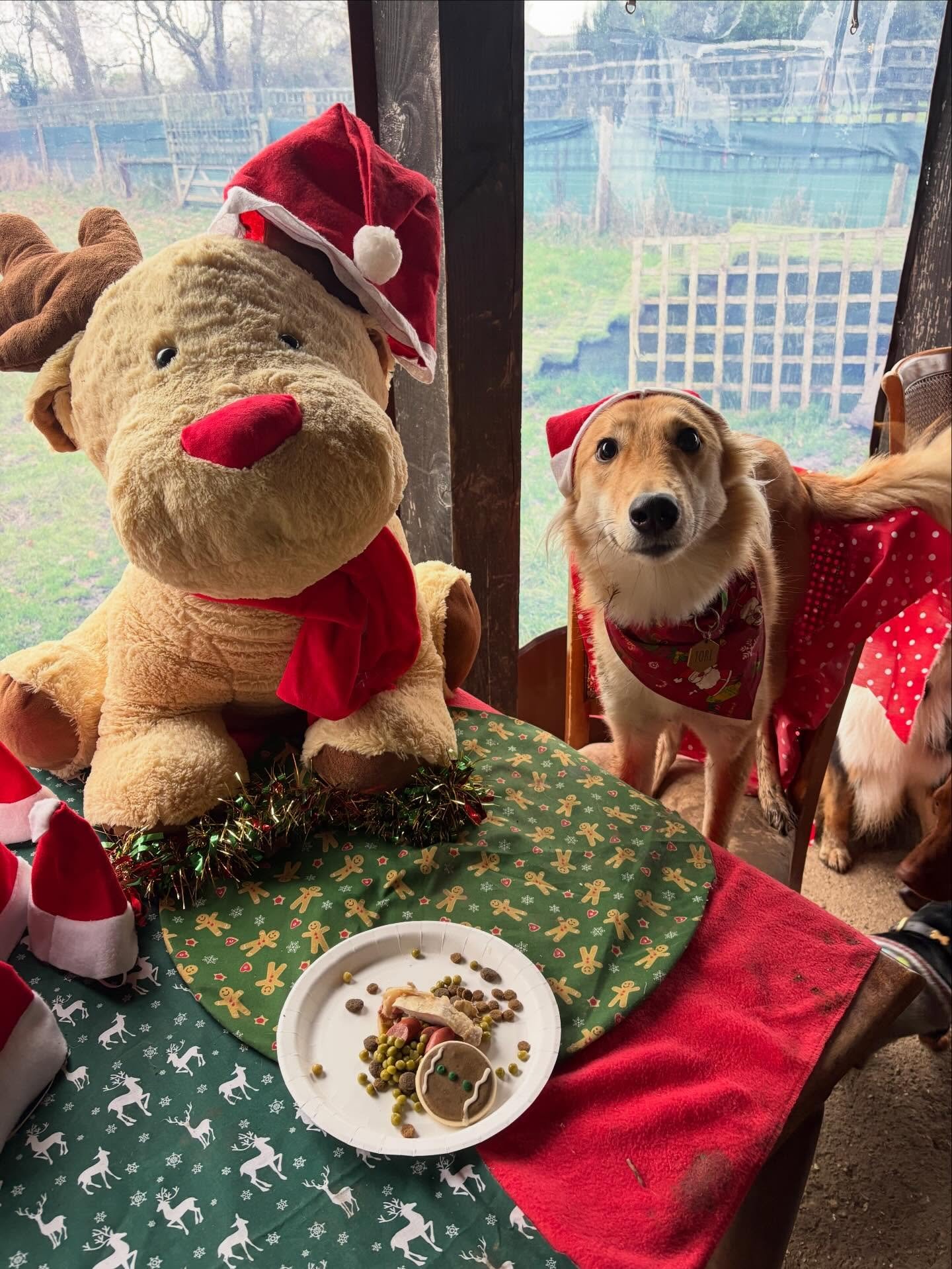 School&rsquo;s out for Tobi!
Thanks you for trusting us and showing us how lovely &amp; sweet you are.
Merry Pawsmas xx

@staarika 

#georgeandfriends #doggydaycarehackney #doggydaycarehackneydowns #hackney #london homerton shoplocal visitlondon clap