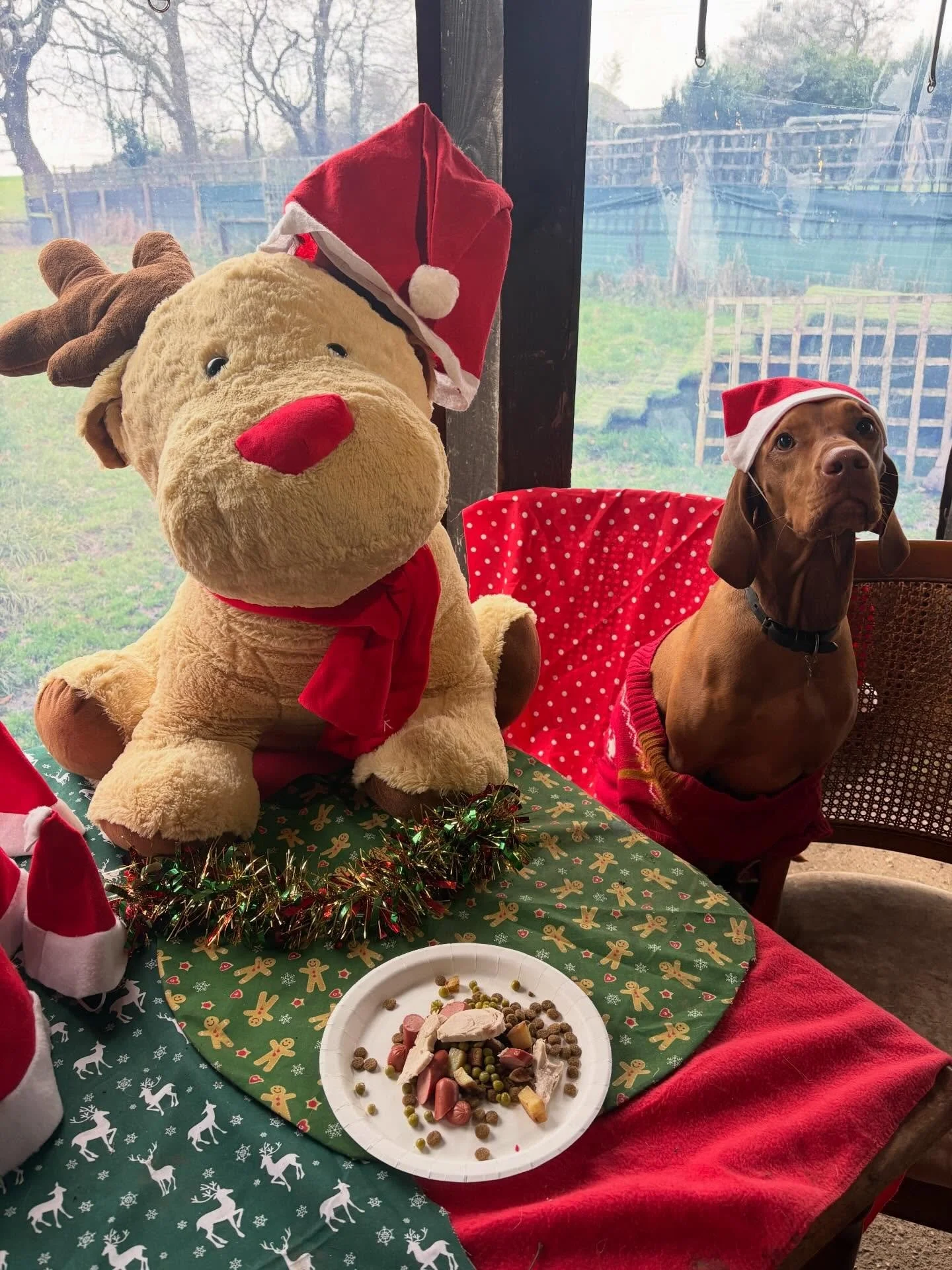 School&rsquo;s out for Willow!
Thank you for being the absolute clown of G&amp;F and for making us laugh in the rain &amp; mud.
Merry Pawsmas xx

@laurahaddleton @harry_eckersley 

#georgeandfriends #doggydaycarehackney #doggydaycarehackneydowns #hac