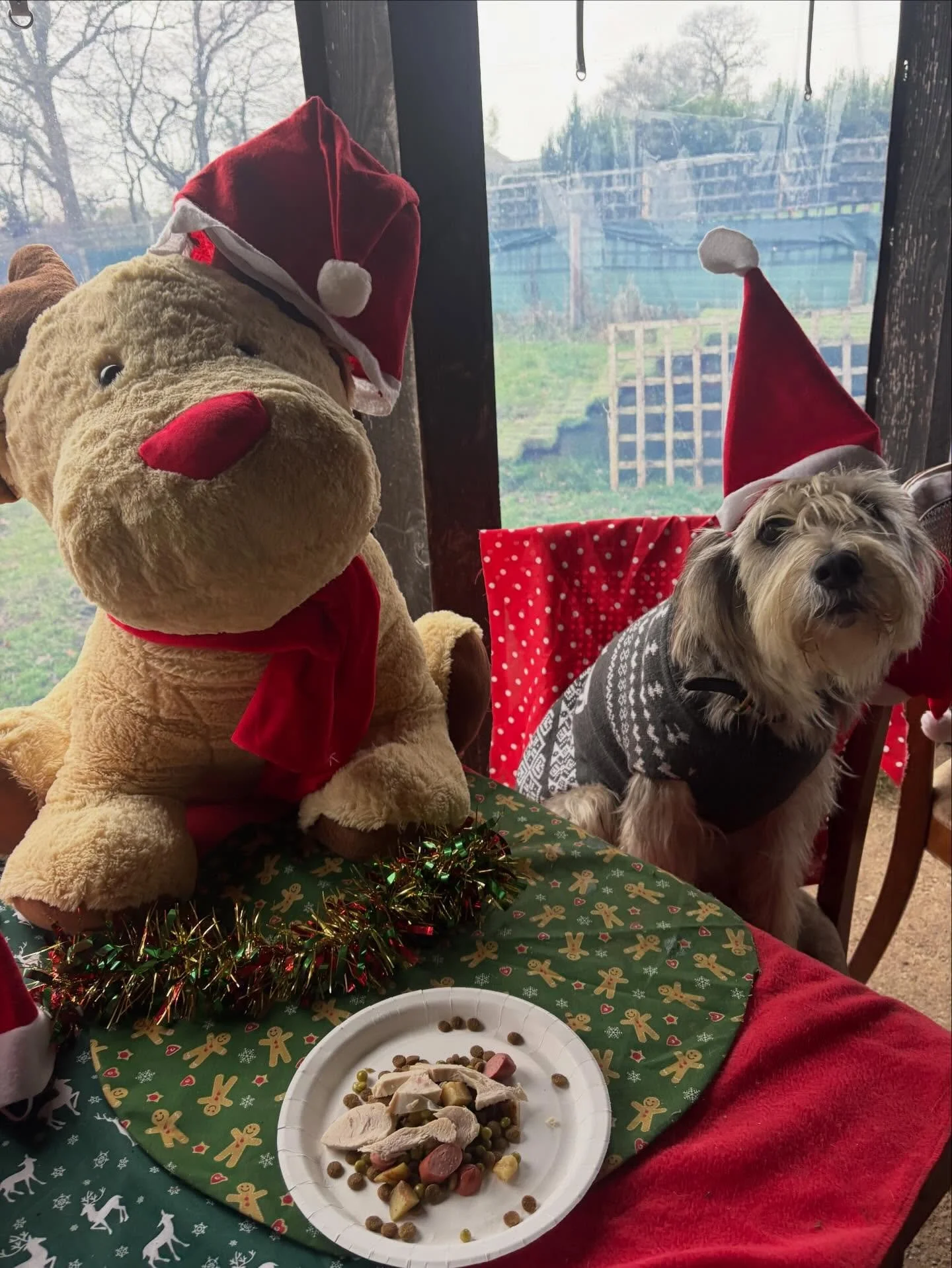 School&rsquo;s out for Dora!

Thank you for being such a sweetheart and for being such a joy to look after.
Merry Pawsmas xx

@dorathegreek 

#georgeandfriends #doggydaycarehackney #doggydaycarehackneydowns #hackney #london homerton shoplocal visitlo