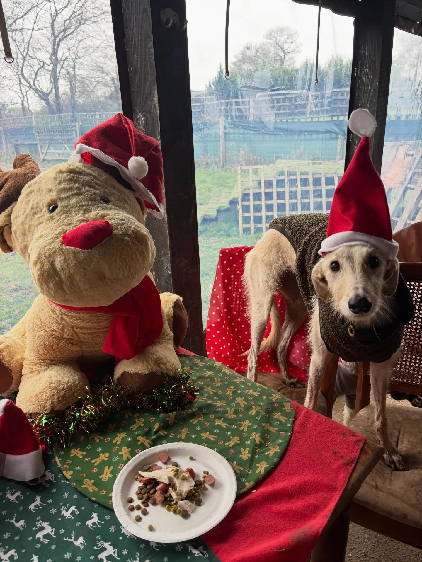 School&rsquo;s out for Alba!
Thank you for being the diva of G&amp;F and for loving Tobi as much as you do. It has really helped him come out of his shell.
Merry Pawsmas xx

@alba_salukigreyhound @rupertgoodwin @cunningham_thc 

#georgeandfriends #do