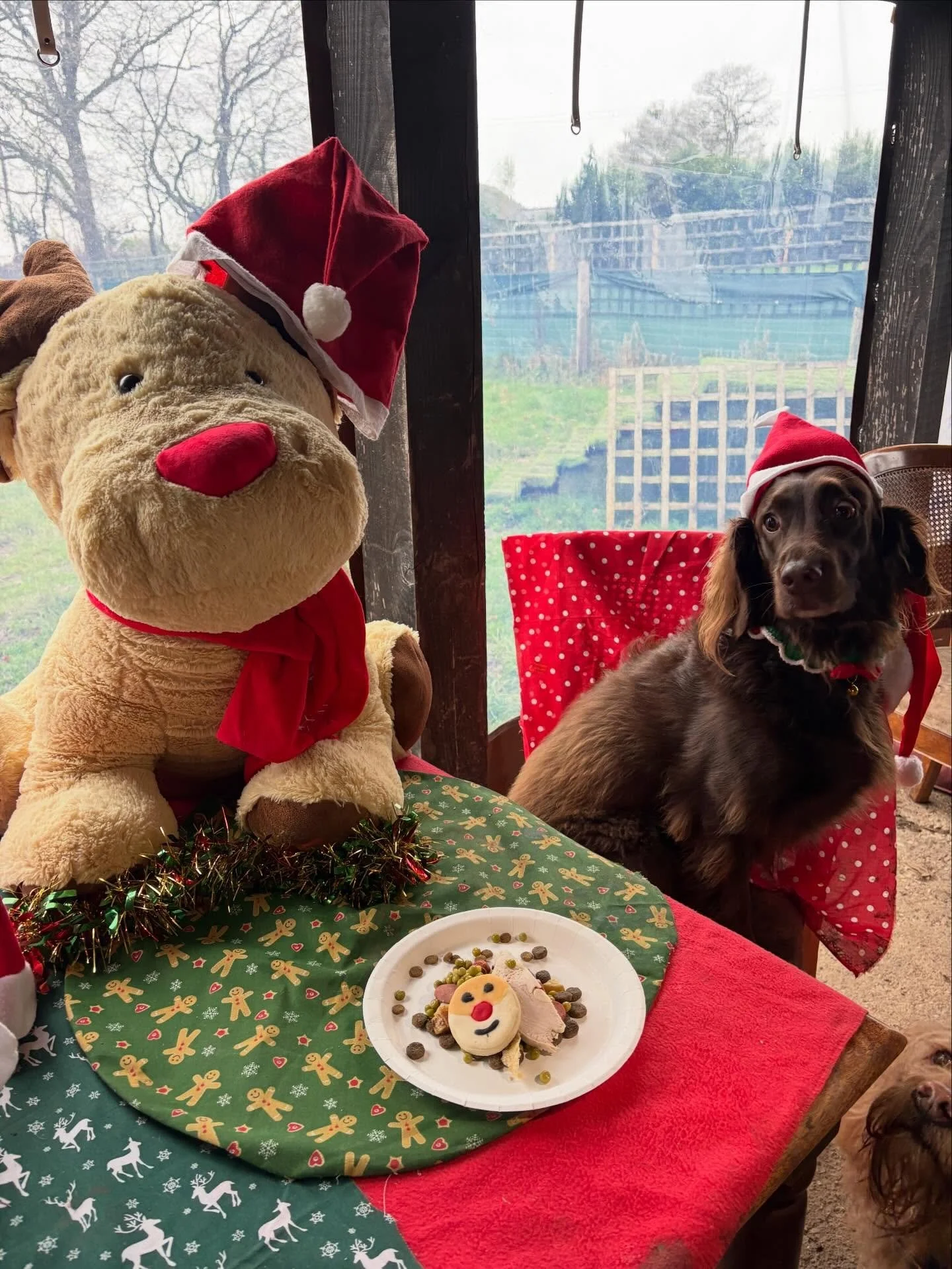 School&rsquo;s out for Tilly &amp; Ruby!
Thank you being such brilliant OGs and for always hogging balls (Ruby) and for communicating with middle Earth (Tilly).
Merry Pawsmas xx

@springadorstillyandruby @sarahlbaileyobe @pollyhathaway @imogen.hathaw