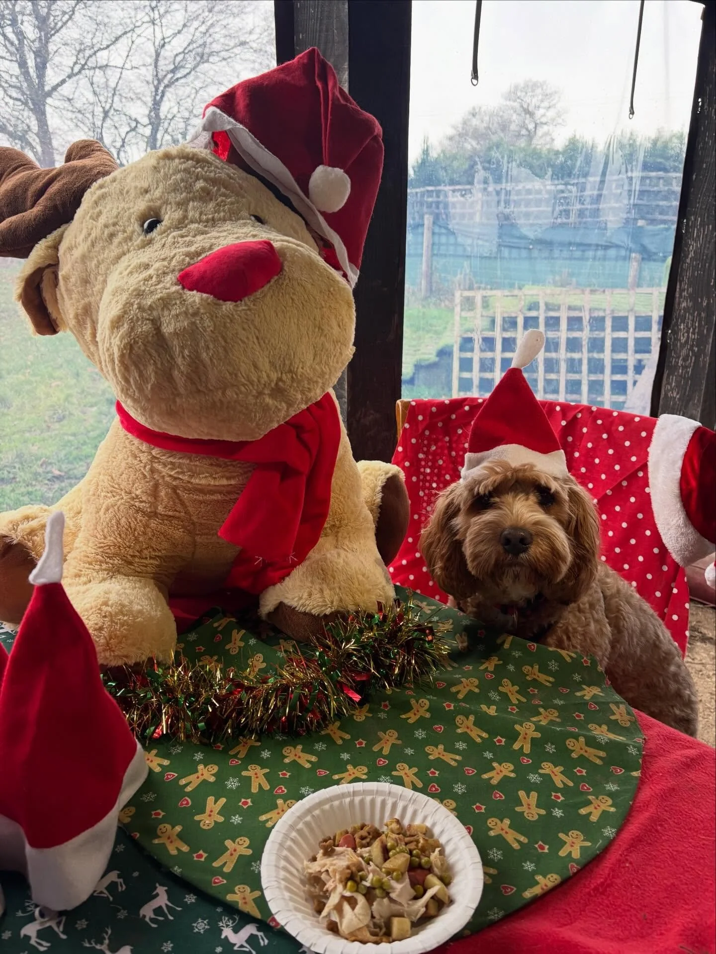 School&rsquo;s out for Toffee!
Thanks for bringing the fun &amp; the love this year. See you next year.
Merry Pawsmas xx

@bikesandbabies 

#georgeandfriends #doggydaycarehackney #doggydaycarehackneydowns #hackney #london homerton shoplocal visitlond