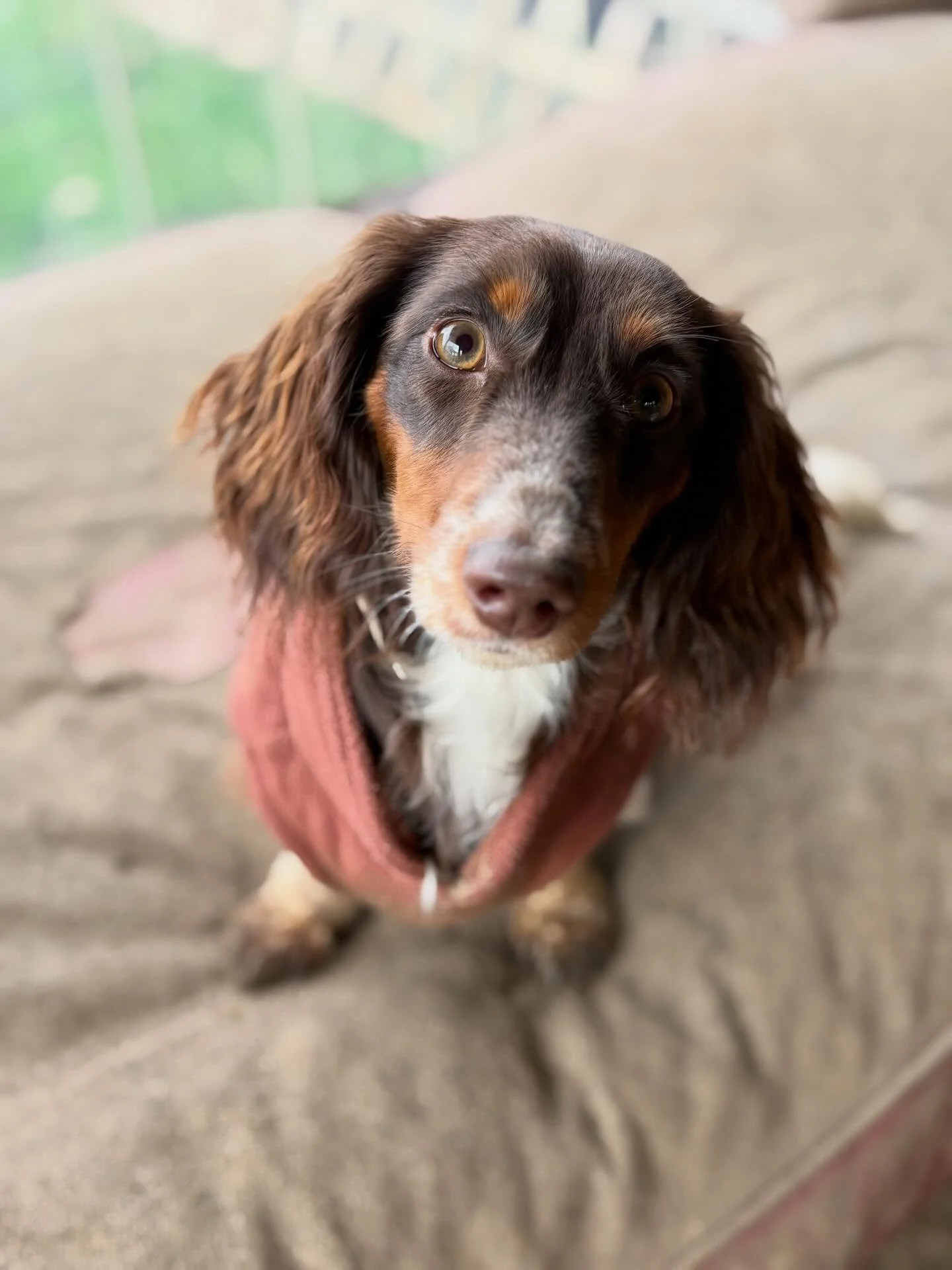 Welcome to the G&amp;F fam &amp; Team Sausage Milly!
You&rsquo;re definitely bringing the sass!

@sarahkaestle @sean_bb_mcg 

#georgeandfriends #doggydaycarehackney #doggydaycarehackneydowns #hackney #london homerton shoplocal visitlondon clapton hac