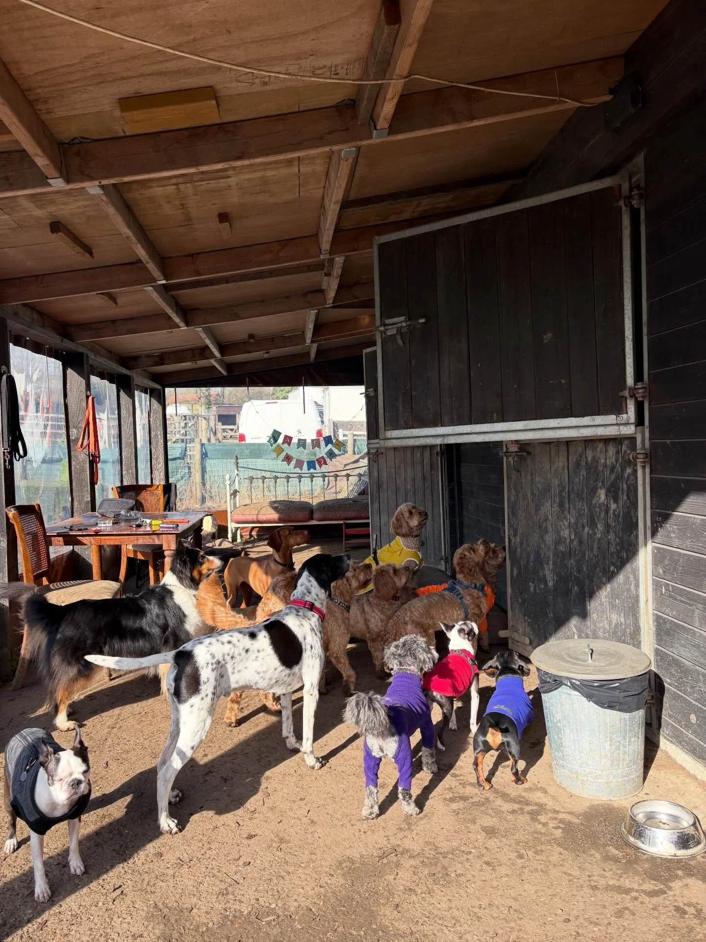 I wonder what they&rsquo;re waiting for 🤔

@harry_eckersley @laurahaddleton @bikesandbabies @adieupraline @adayinthefield_doggiedaycare 

#georgeandfriends #doggydaycarehackney #doggydaycarehackneydowns #hackney #london homerton shoplocal visitlondo