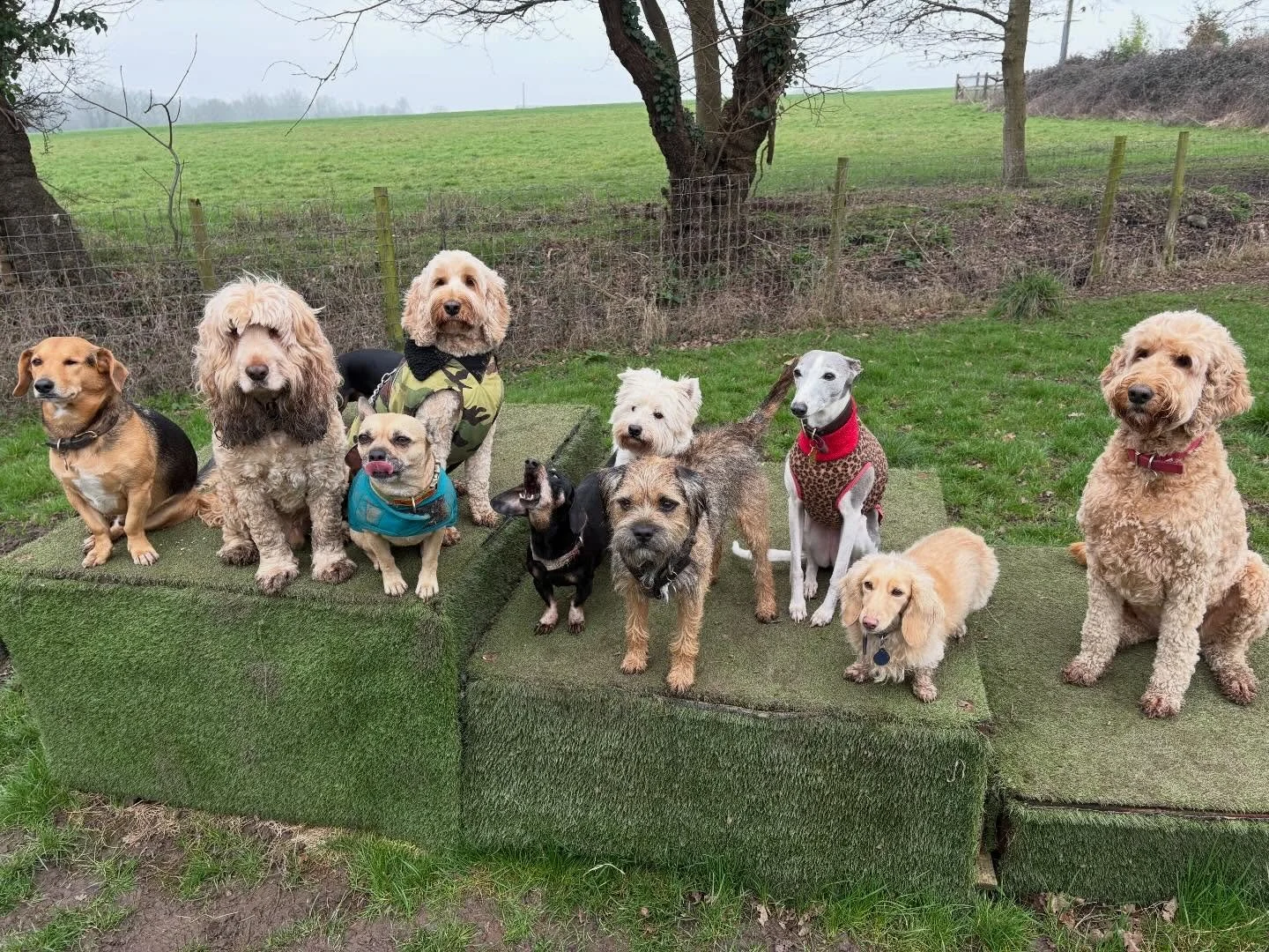 Friyay Squad Goals.
(spot the loud mouth)

@liz_anne_chapman @actheveny @theduchessofdalston @luciasanti71 @mcculloch9733 @quikksillver @adayinthefield_doggiedaycare 

#georgeandfriends #doggydaycarehackney #doggydaycarehackneydowns #hackney #london 