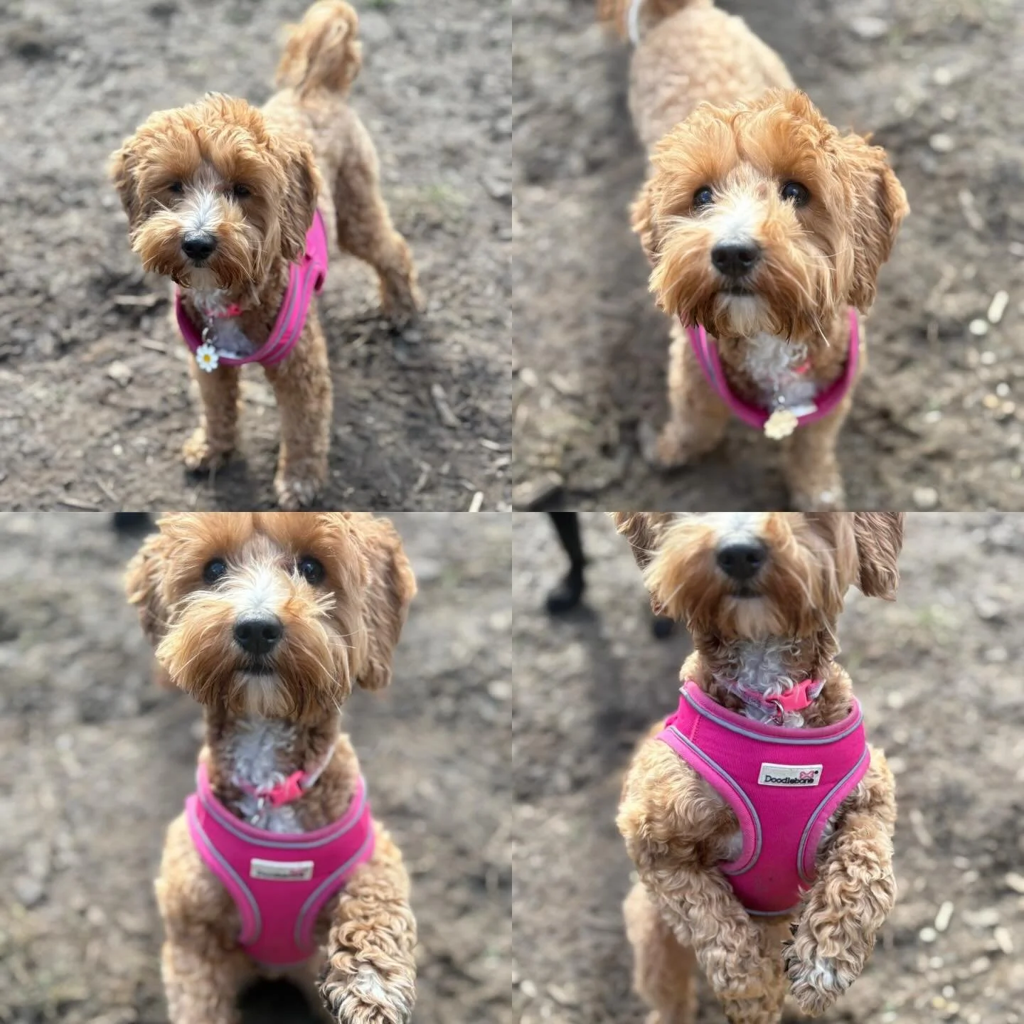 As furst days go, she&rsquo;s absolutely smashing it!
Welcome to the G&amp;F fam Layla.

@fuegonailsldn 

#georgeandfriends #doggydaycarehackney #doggydaycarehackneydowns #hackney #london homerton shoplocal visitlondon clapton hackneydogs dogsofhackn