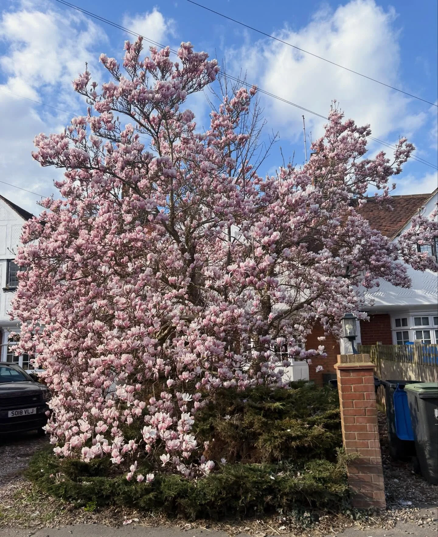 Mag(nolia)ficent.

#georgeandfriends #doggydaycarehackney #doggydaycarehackneydowns #hackney #london homerton shoplocal visitlondon clapton hackneydogs dogsofhackney dogwalking puppydaycare doggiedaycare puppiesofhackney dogsarelove dogsdayout escape