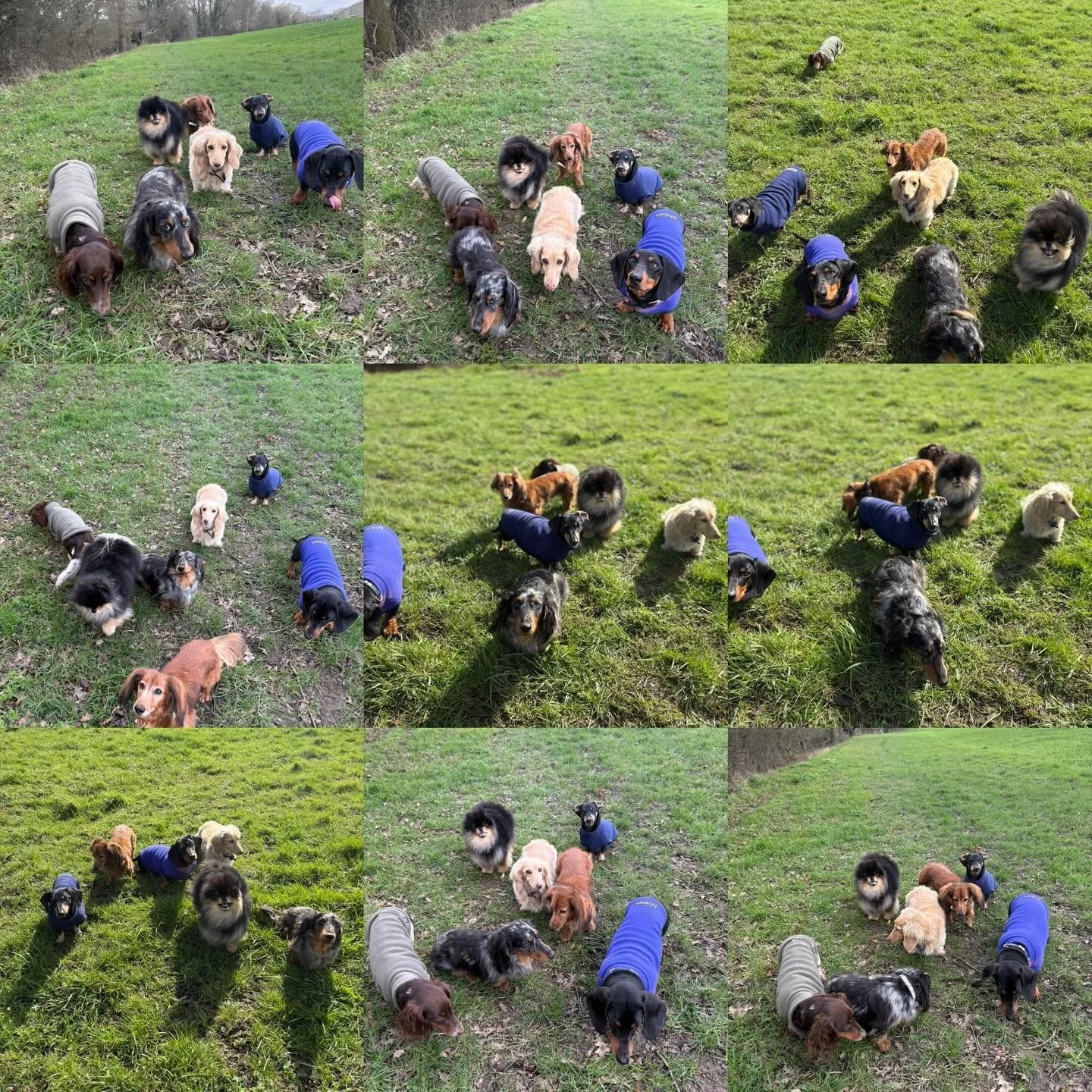 Getting Team Sausage &amp; @sir_ralph_pomelot to pose was probably one of the most difficult things I&rsquo;ve had to do professionally.

@sean_bb_mcg @sarahkaestle @rlafebrebailey @truffle.sausage @actheveny @mcculloch9733 @quikksillver @georgie_and