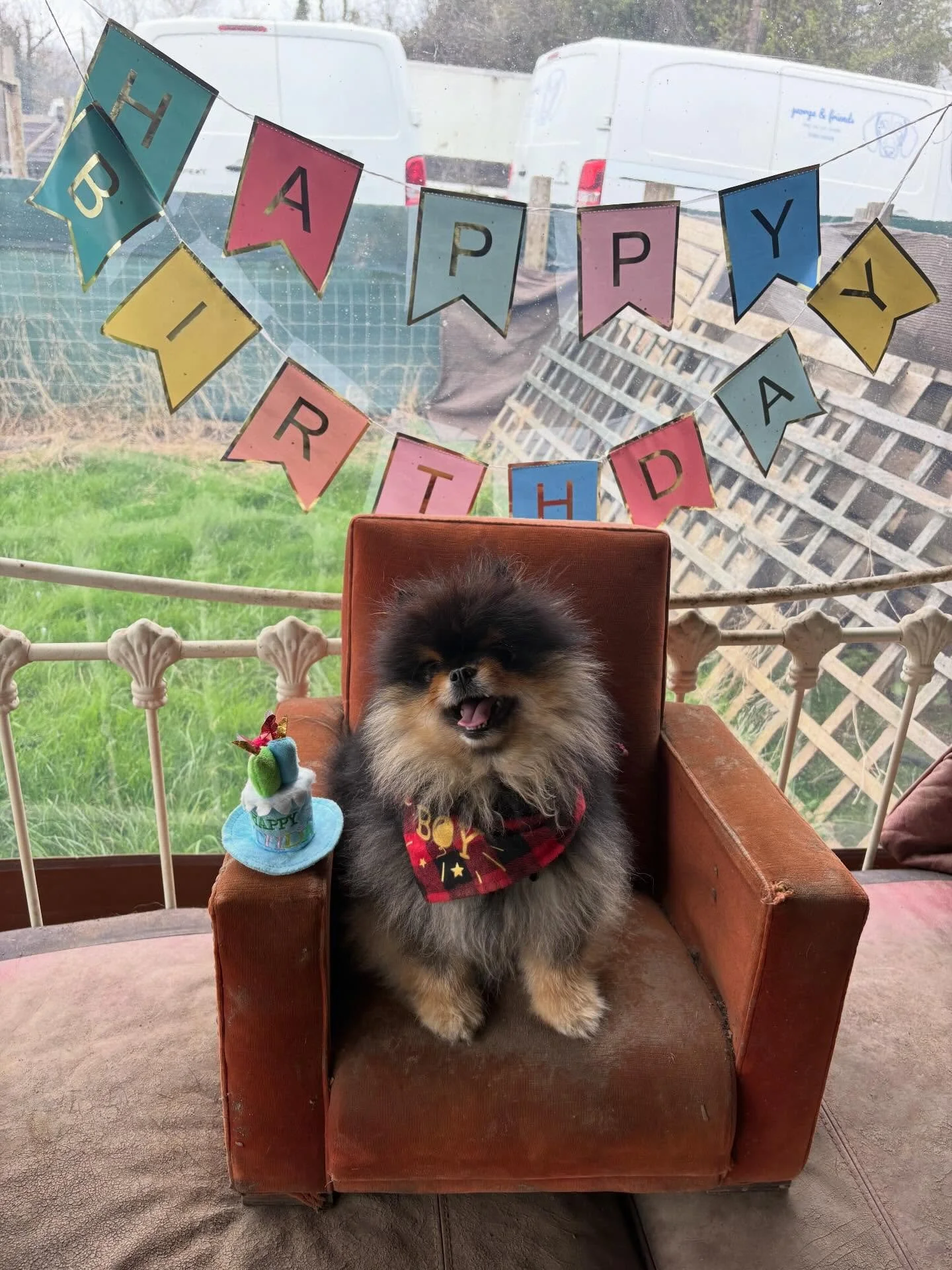 Happy 5th birthday to the little 👑.
We ❤️ you so much!

@sir_ralph_pomelot 

#georgeandfriends #doggydaycarehackney #doggydaycarehackneydowns #hackney #london homerton shoplocal visitlondon clapton hackneydogs dogsofhackney dogwalking puppydaycare d