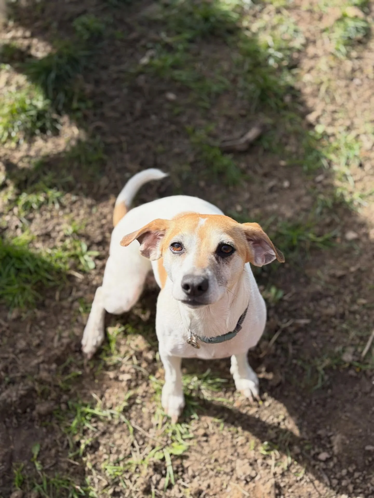 It&rsquo;s always sad when we have to say goodbye to one of our furiends. It&rsquo;s been an absolute privilege spending Wednesdays with you Nellie and we wish you &amp; your pawrents all the love &amp; happiness in your new home.

@lizparry11 

#geo