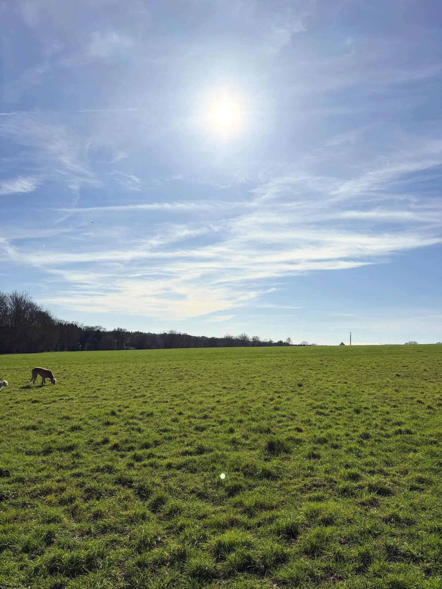 Simply glorious.

@adayinthefield_doggiedaycare 
#georgeandfriends #doggydaycarehackney #doggydaycarehackneydowns #hackney #london homerton shoplocal visitlondon clapton hackneydogs dogsofhackney dogwalking puppydaycare doggiedaycare puppiesofhackney