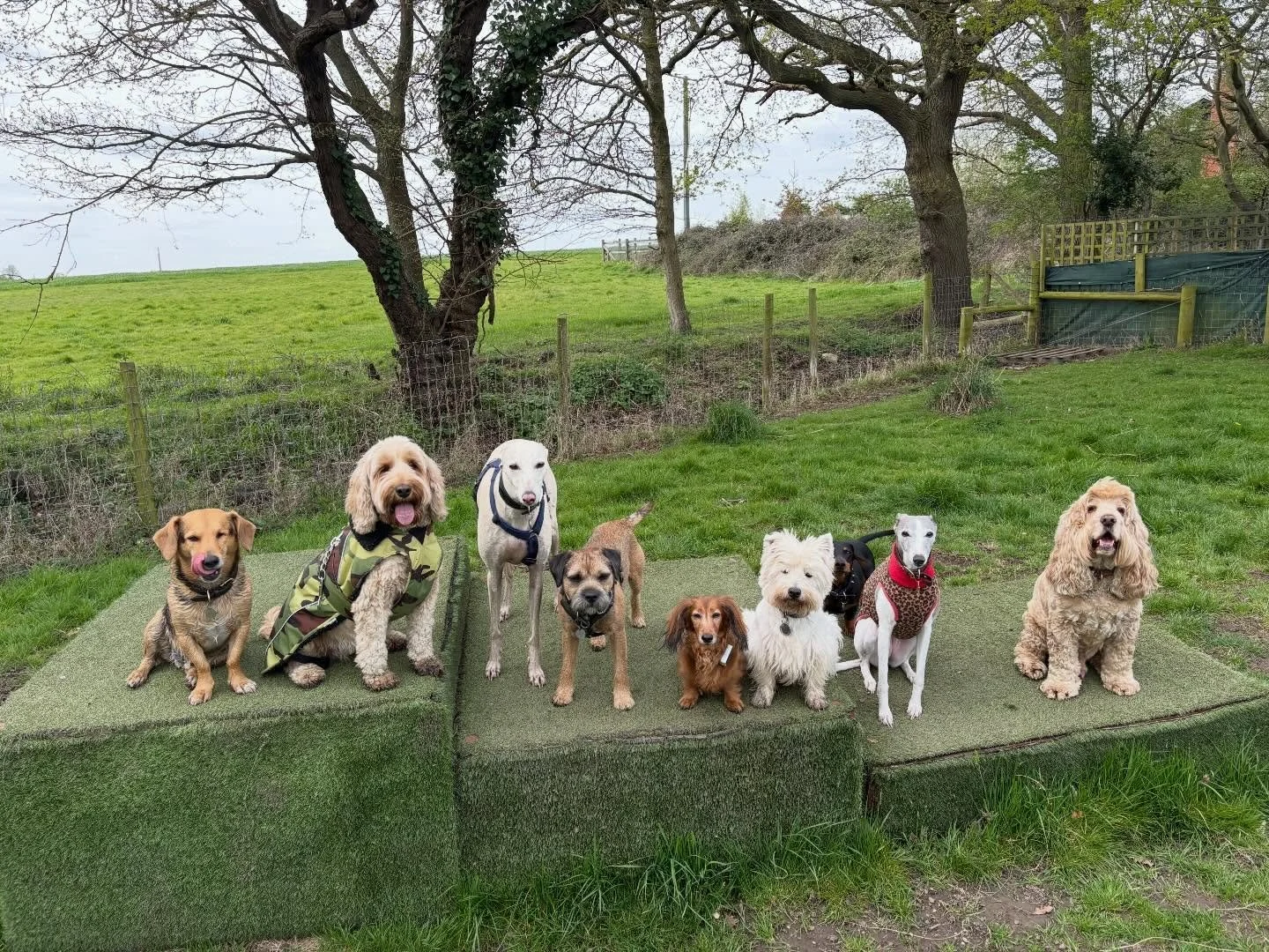 Friyay Furiends.

@rlafebrebailey @theduchessofdalston @liz_anne_chapman @adayinthefield_doggiedaycare @georgie_winnie_tofu 

#georgeandfriends #doggydaycarehackney #doggydaycarehackneydowns #hackney #london homerton shoplocal visitlondon clapton hac