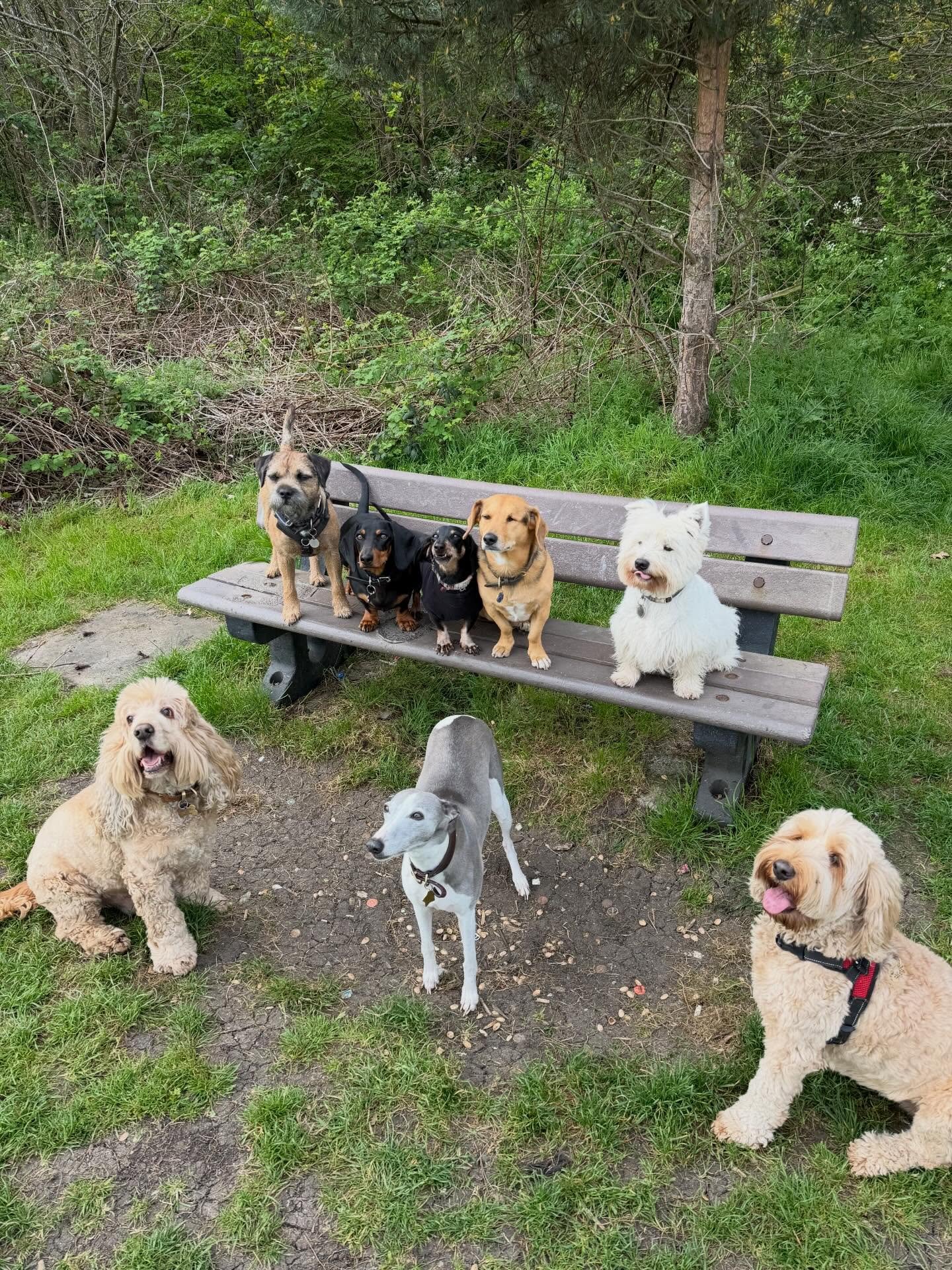 Friyay squad goals.

@actheveny @theduchessofdalston @liz_anne_chapman @georgie_winnie_tofu @adayinthefield_doggiedaycare 

#georgeandfriends #doggydaycarehackney #doggydaycarehackneydowns #hackney #london homerton shoplocal visitlondon clapton hackn