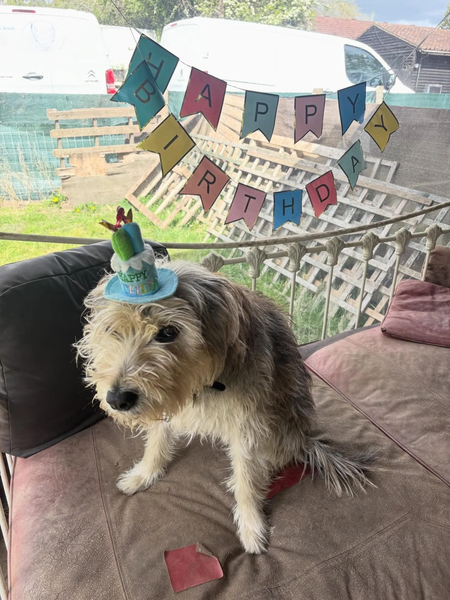 Kicking the week off in style, and with a lil sass, is dear @dorathegreek who celebrates her 7th birthday today.
Pub later?
We ❤️ you!#

@jo_berg__ @oliverblitzabbott_ 
#georgeandfriends #doggydaycarehackney #doggydaycarehackneydowns #hackney london 