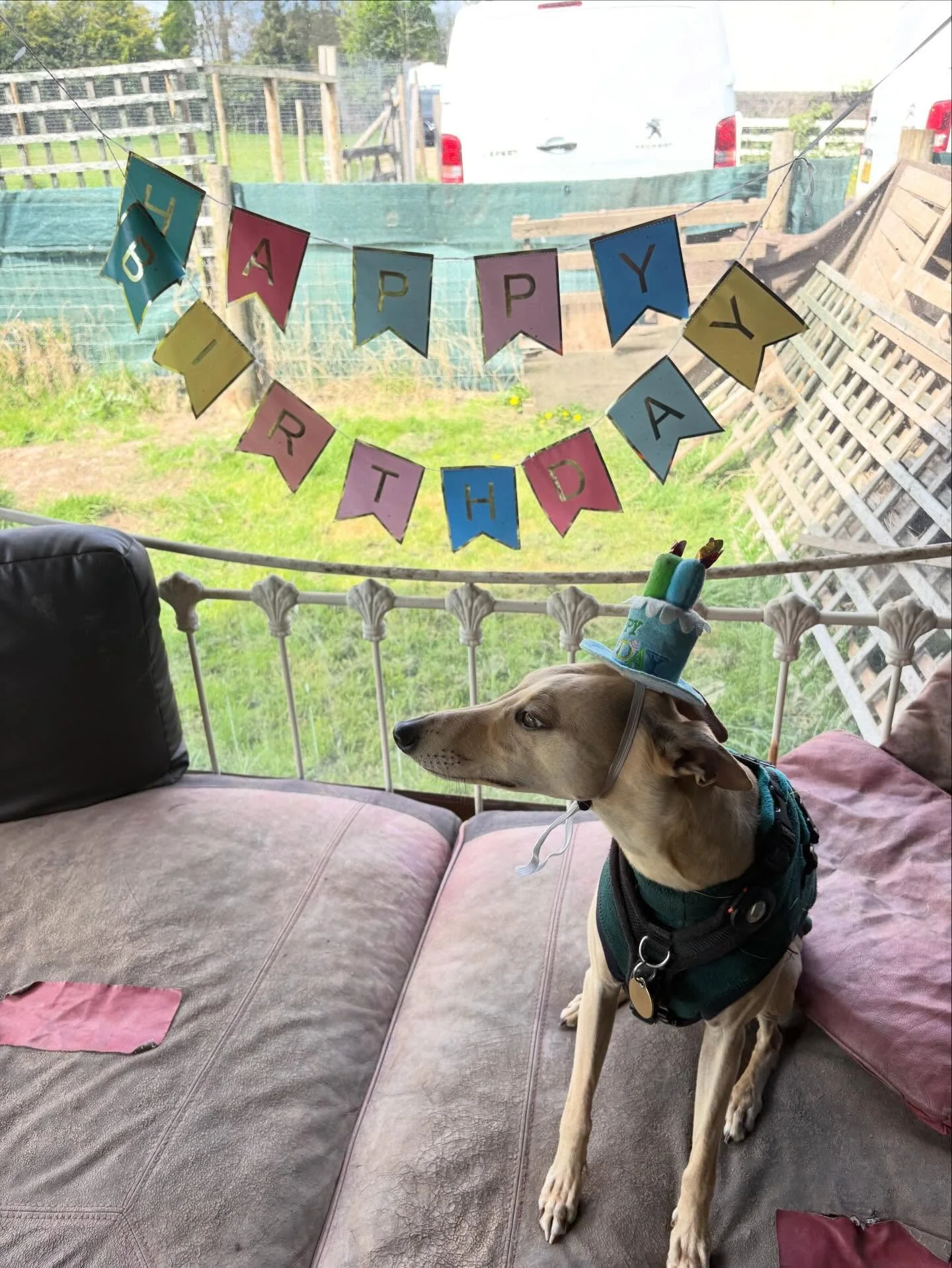 A pre-birthday pawty for this little legend who celebrates his birthday later this week.
We ❤️ you boy!

@daisygod @everything__must__grow 

#georgeandfriends #doggydaycarehackney #doggydaycarehackneydowns #hackney #london homerton shoplocal visitlon