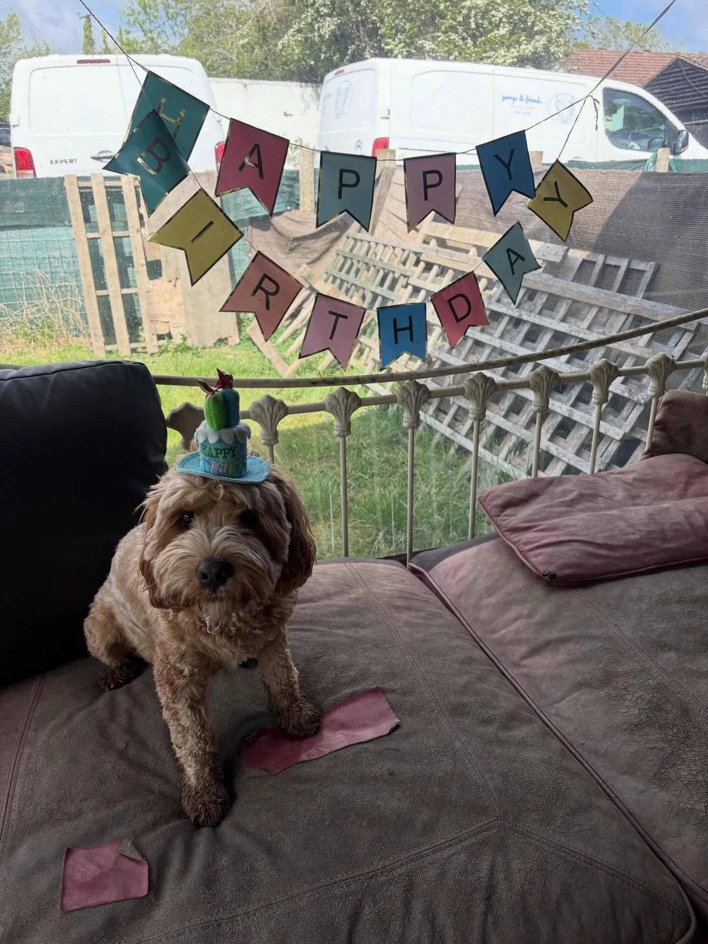 Pre-birthday pawty &amp; wishes for Toffee who turns 3 tomorrow! Thank you for always bringing the pawsome energy on Chewsdays!
We ❤️ you!

@bikesandbabies 

#georgeandfriends #doggydaycarehackney #doggydaycarehackneydowns #hackney #london homerton s