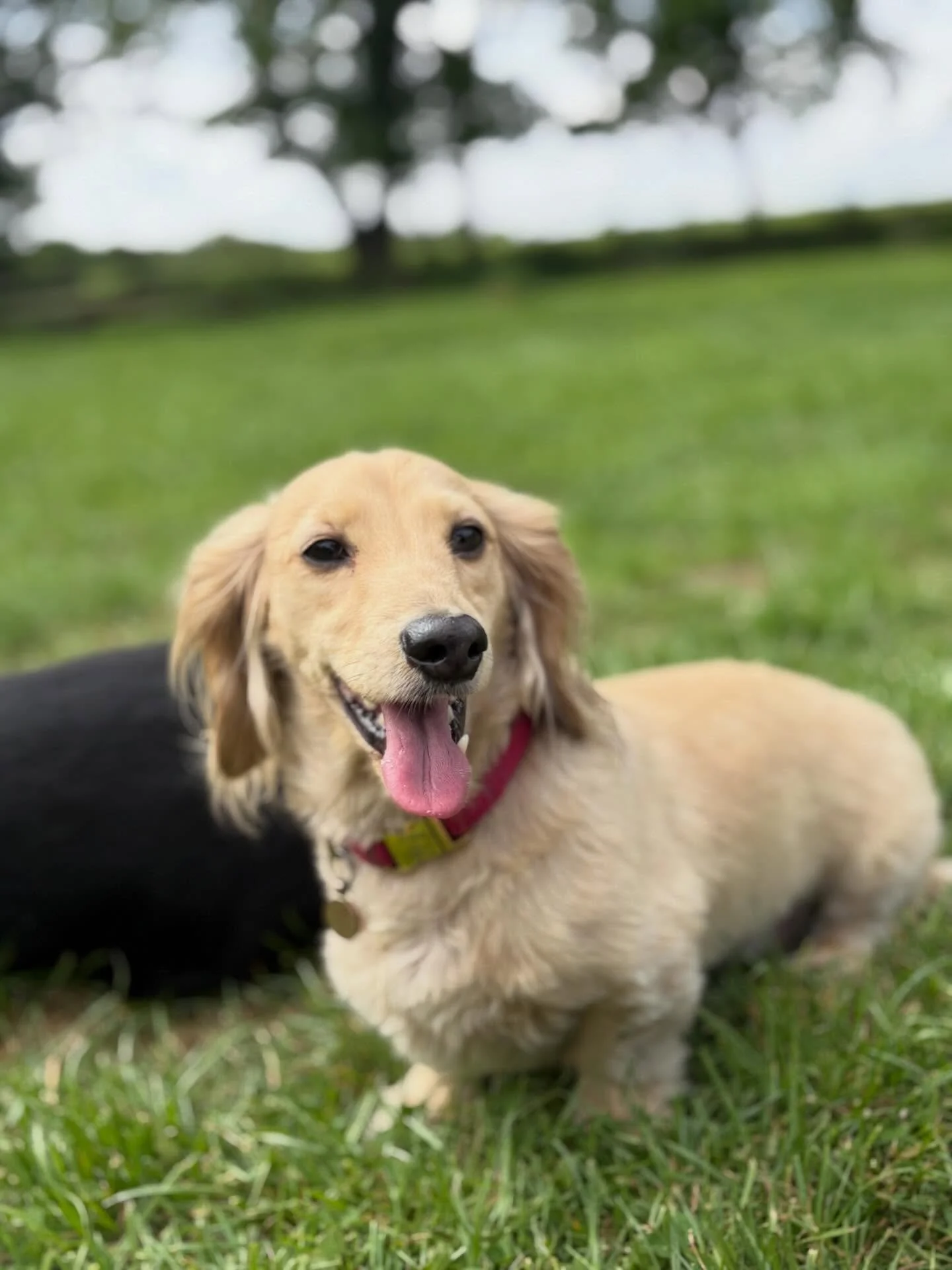 Team Sausage is growing!
Welcome to the G&amp;F fam Ace ❤️

@steph_d___ 

#georgeandfriends #doggydaycarehackney #doggydaycarehackneydowns #hackney #london homerton shoplocal visitlondon clapton hackneydogs dogsofhackney dogwalking puppydaycare doggi