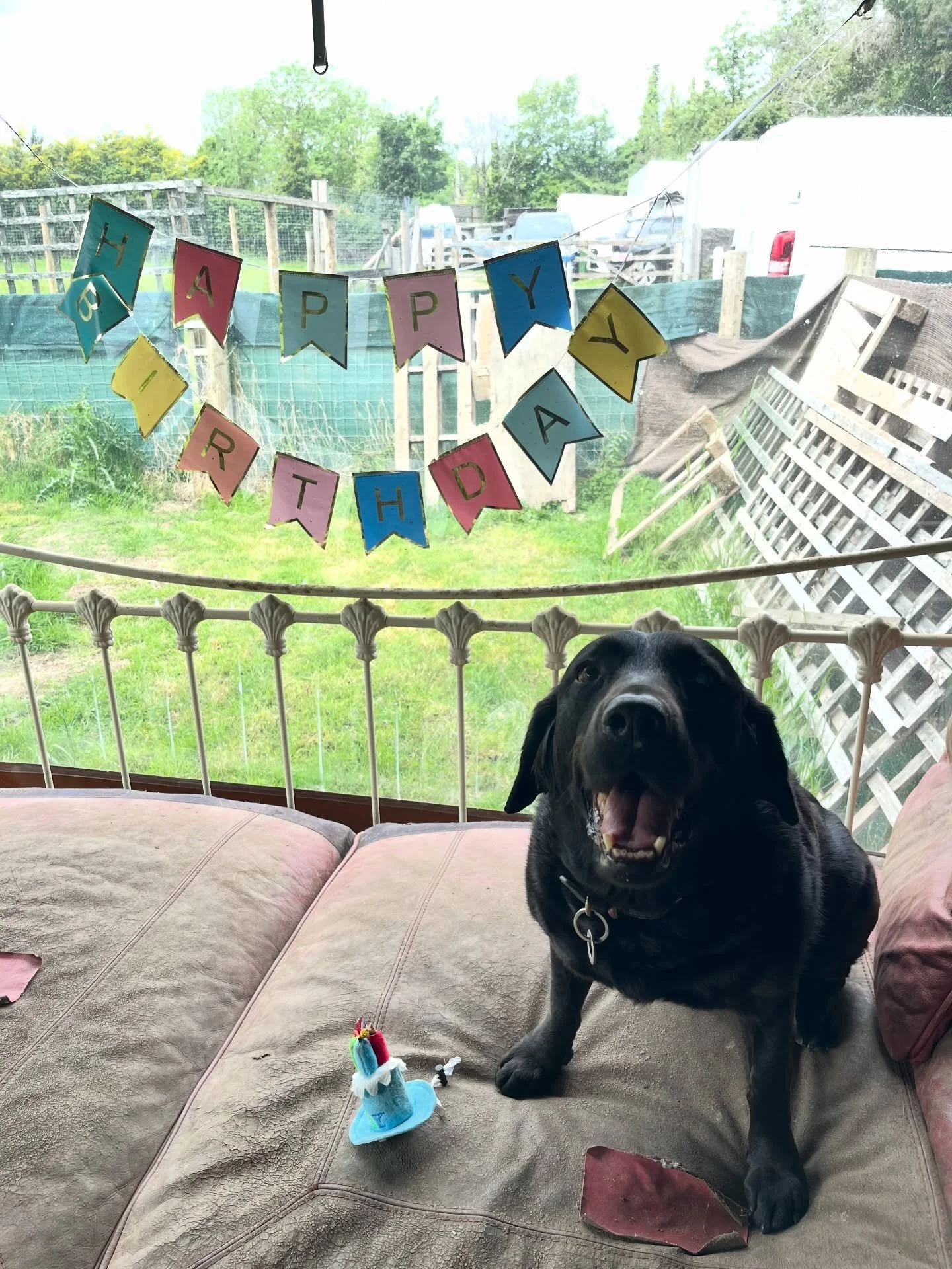 8yrs young ❤️
Happy belated birthday to the silliest Tilly we know. 
We ❤️ you

@sarahlbaileyobe @imogen.hathaway @pollyhathaway @springadorstillyandruby 
#georgeandfriends #doggydaycarehackney #doggydaycarehackneydowns #hackney #hackneydownsstudios 