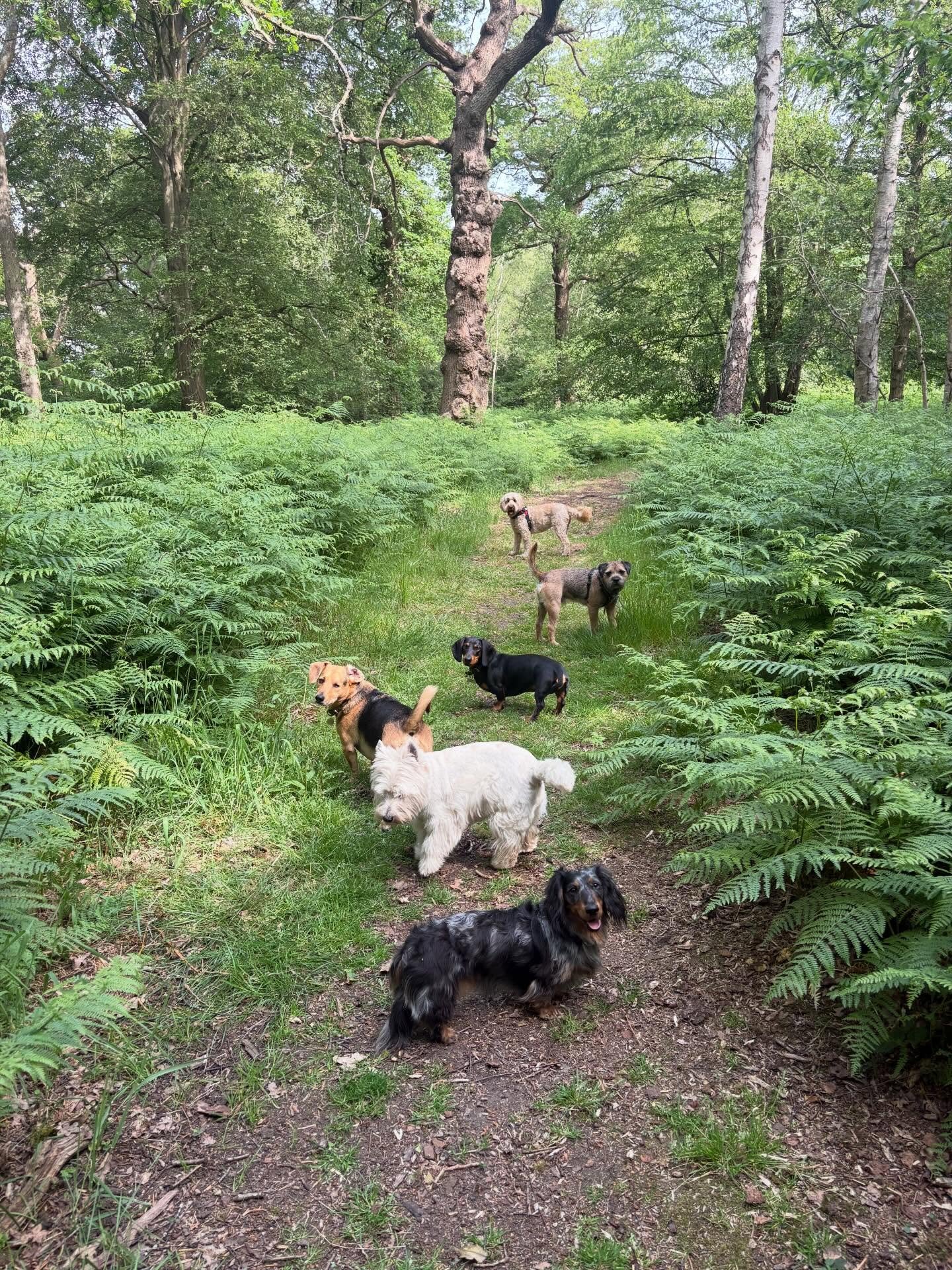 Nothing beats having the forest to ourselves.

@truffle.sausage @georgie_winnie_tofu @liz_anne_chapman @theduchessofdalston 

#georgeandfriends #doggydaycarehackney #doggydaycarehackneydowns #hackney #london homerton shoplocal visitlondon clapton hac