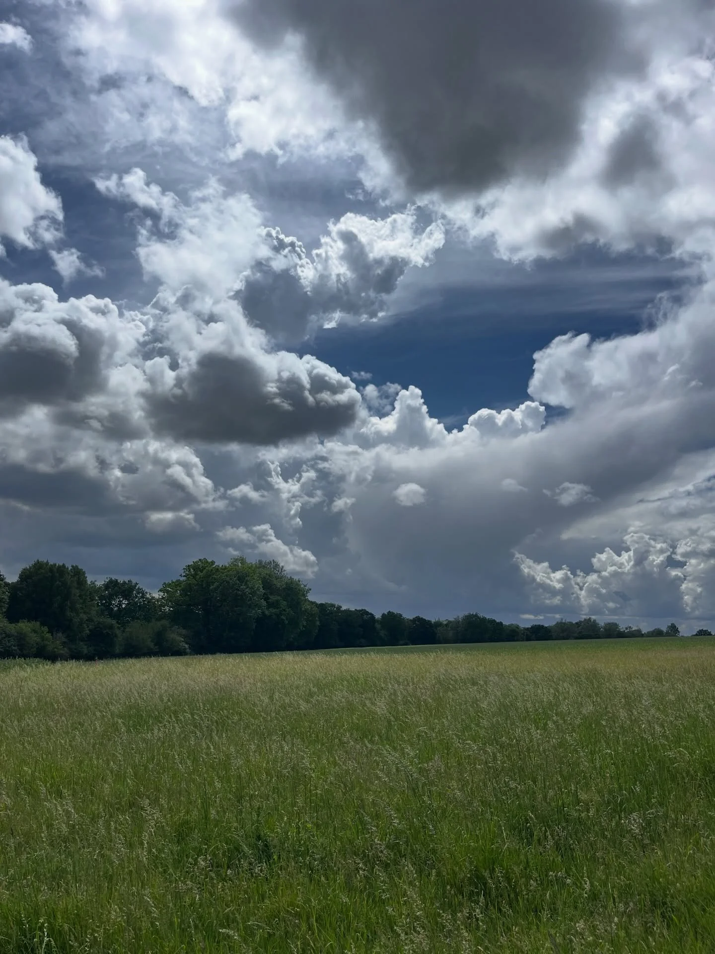 No filter. 
Very lucky to spend our days out here, rain or shine (or mud).

@adayinthefield_doggiedaycare 
#georgeandfriends #doggydaycarehackney #doggydaycarehackneydowns #hackney #hackneydownsstudios london homerton shoplocal visitlondon clapton ha