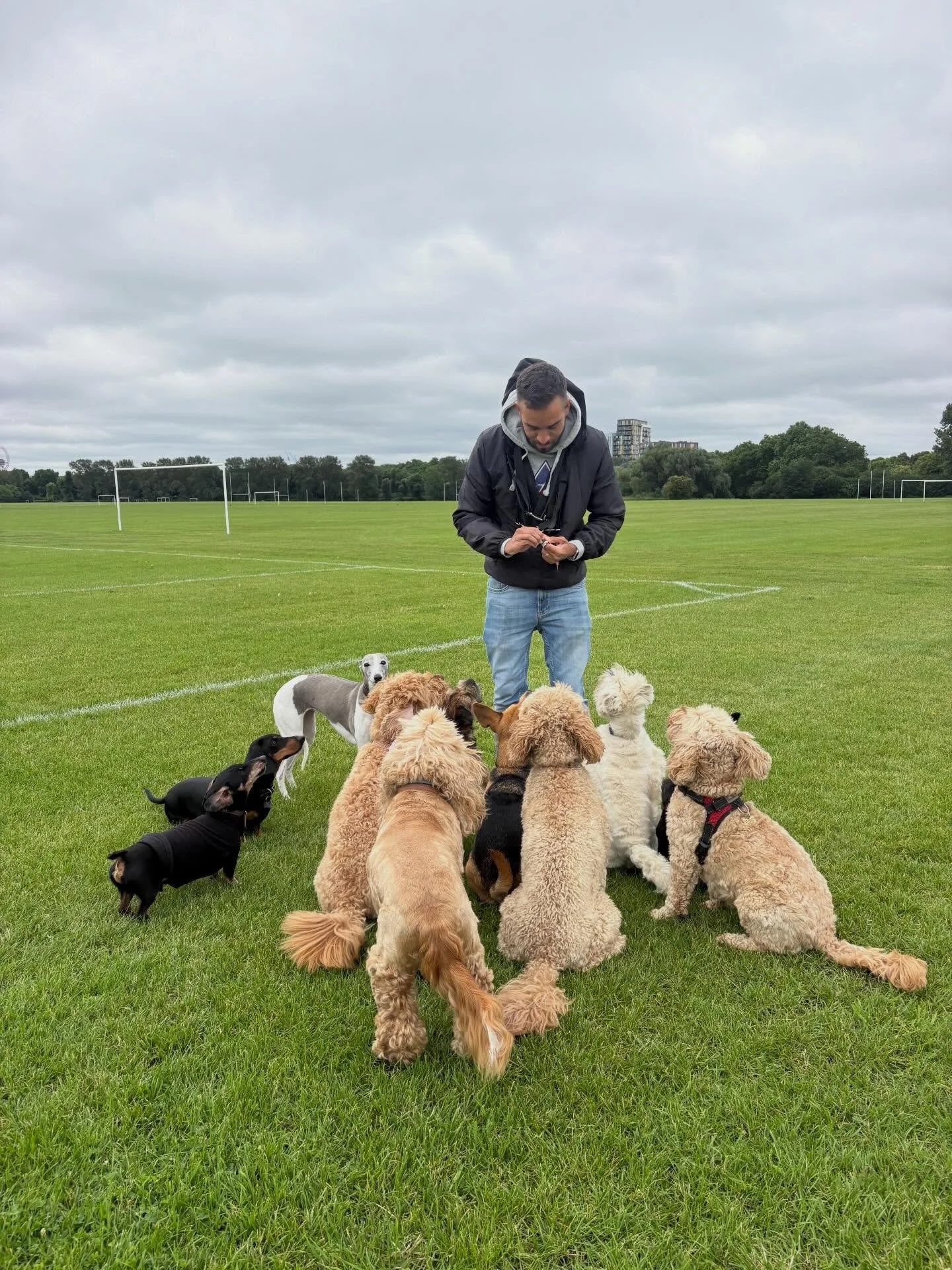 All 👀s on @adayinthefield_doggiedaycare 

@georgie_winnie_tofu @actheveny @theduchessofdalston @liz_anne_chapman 

#georgeandfriends #doggydaycarehackney #doggydaycarehackneydowns #hackney #london homerton shoplocal visitlondon clapton hackneydogs d