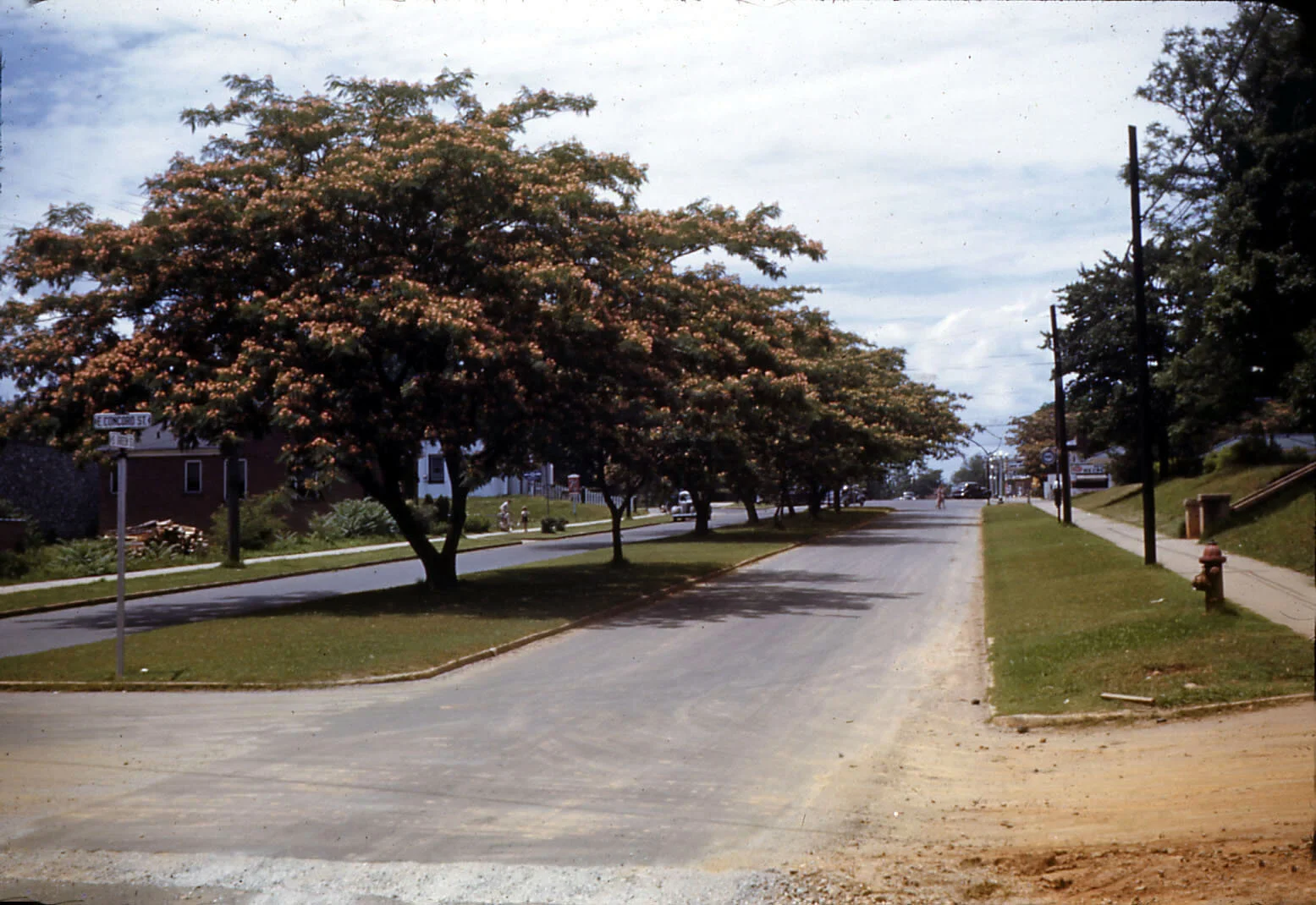 Mimosa Trees (1941) Intersection of South Green and Concord Streets. Photography by Floyd Alden Conley
