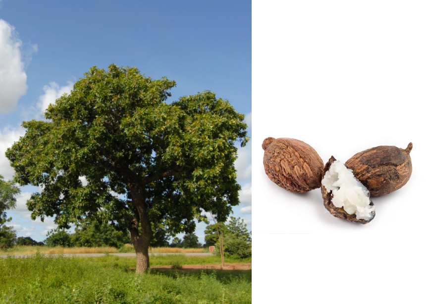 SHEA-Butter.png