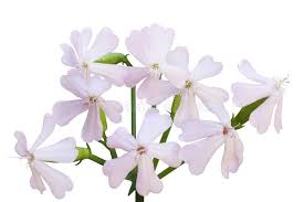 soapwort.jpeg