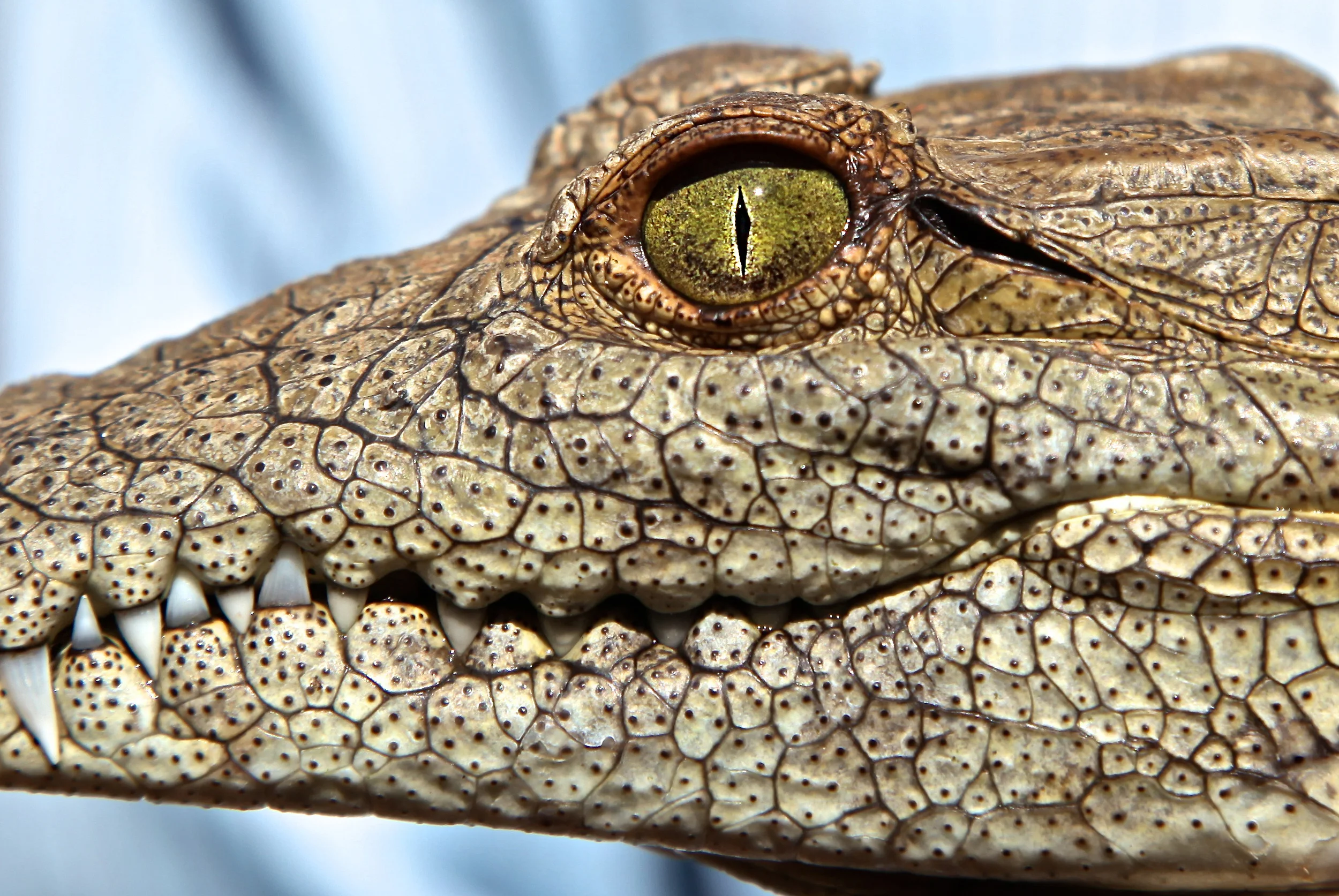 crocface.jpg