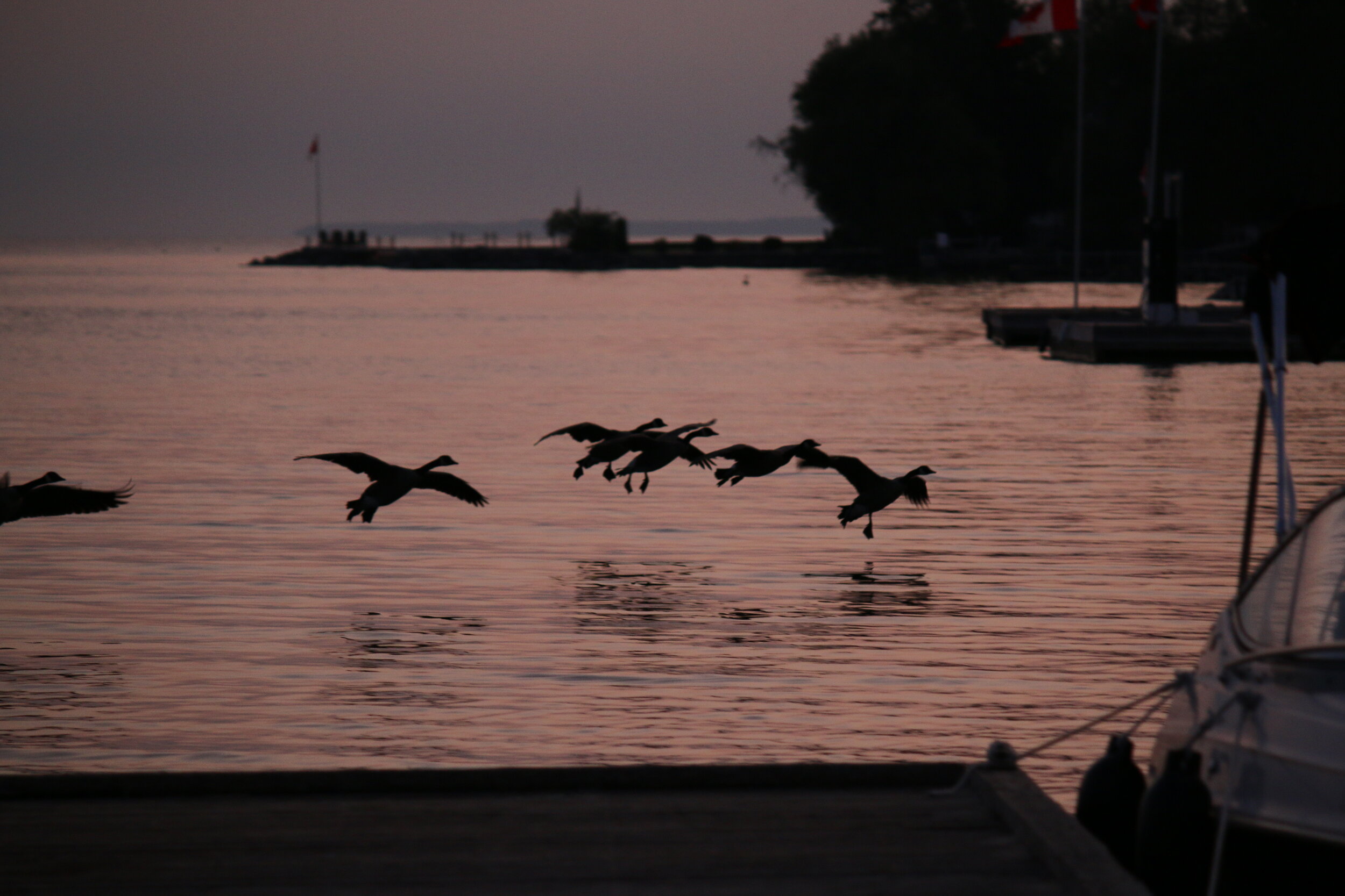 Coming in for landing.