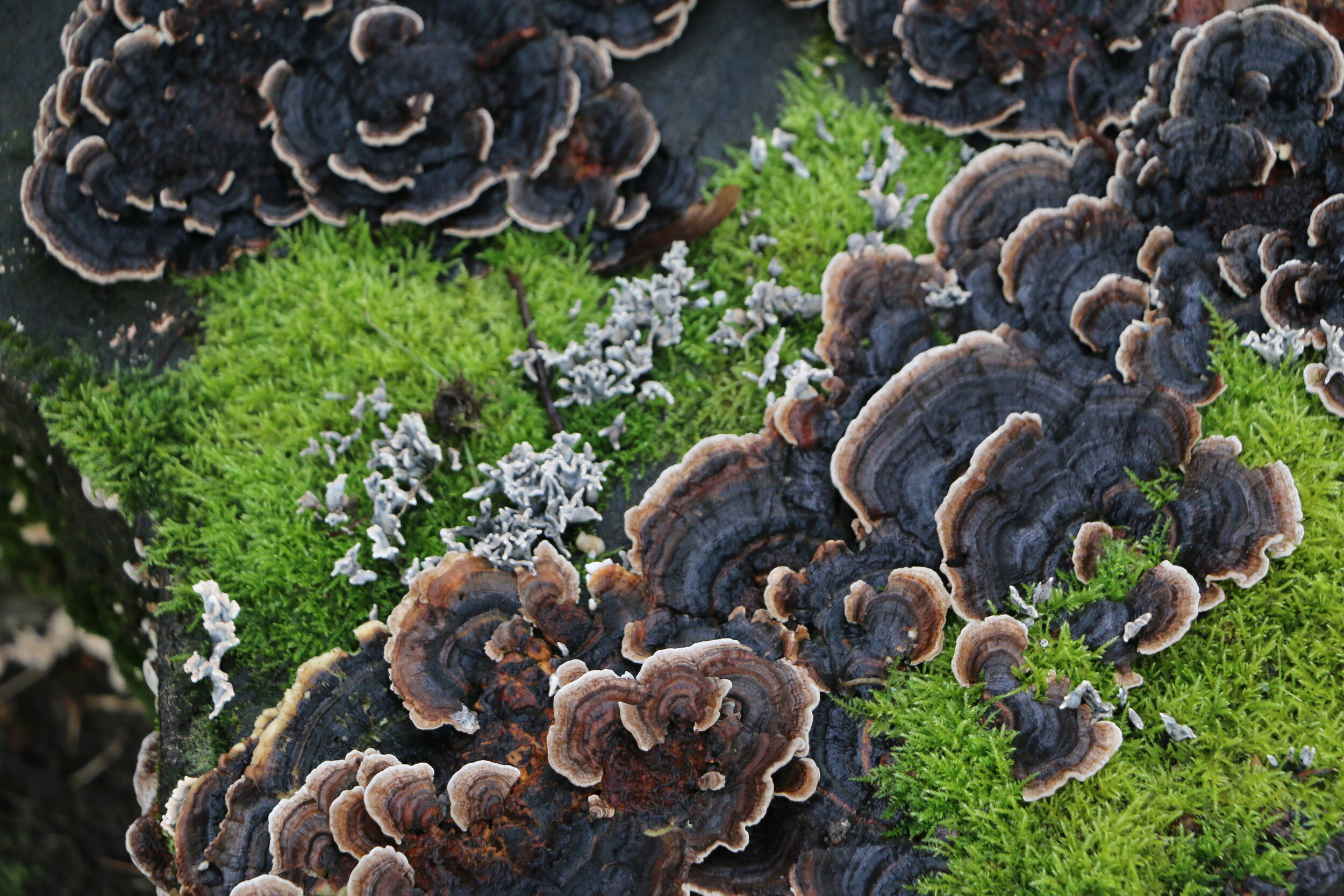 Turkey Tail mushroom. Nairn, Scotland.