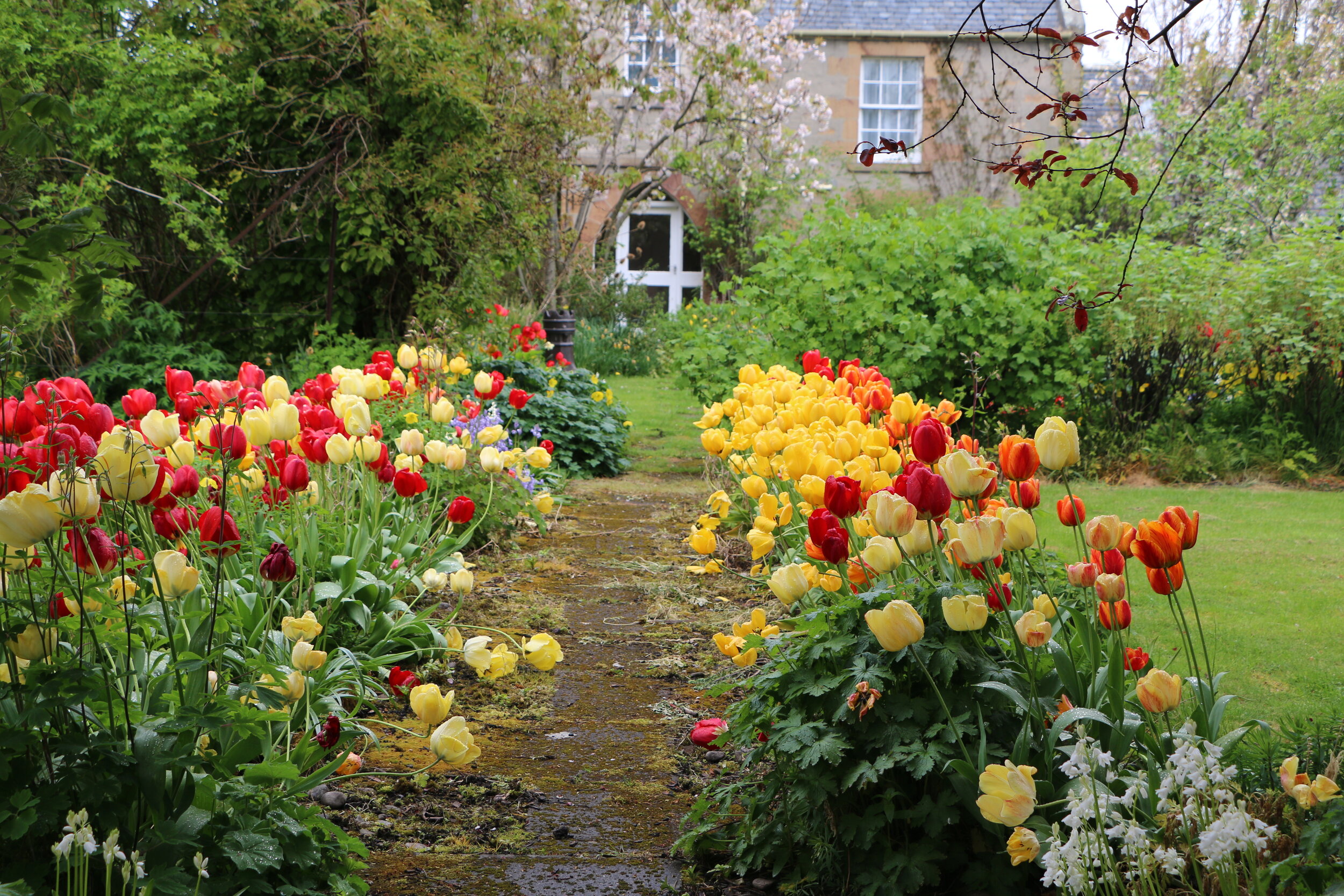 The earth laughs in flowers. Dornoch, Sutherland, Scotland.