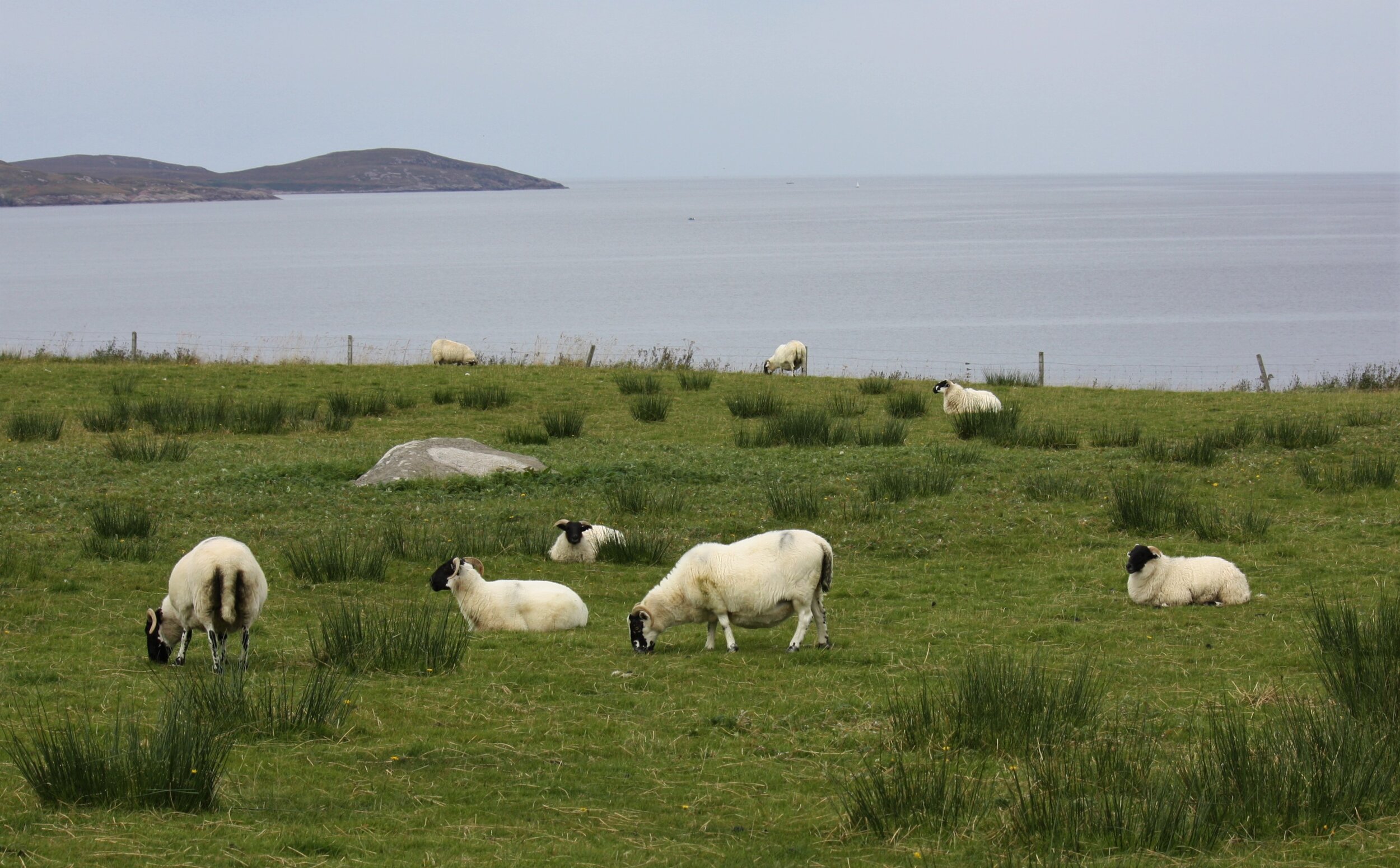 Grazing. Road from Gairloch and Ullapool. West Coast, Scotland.
