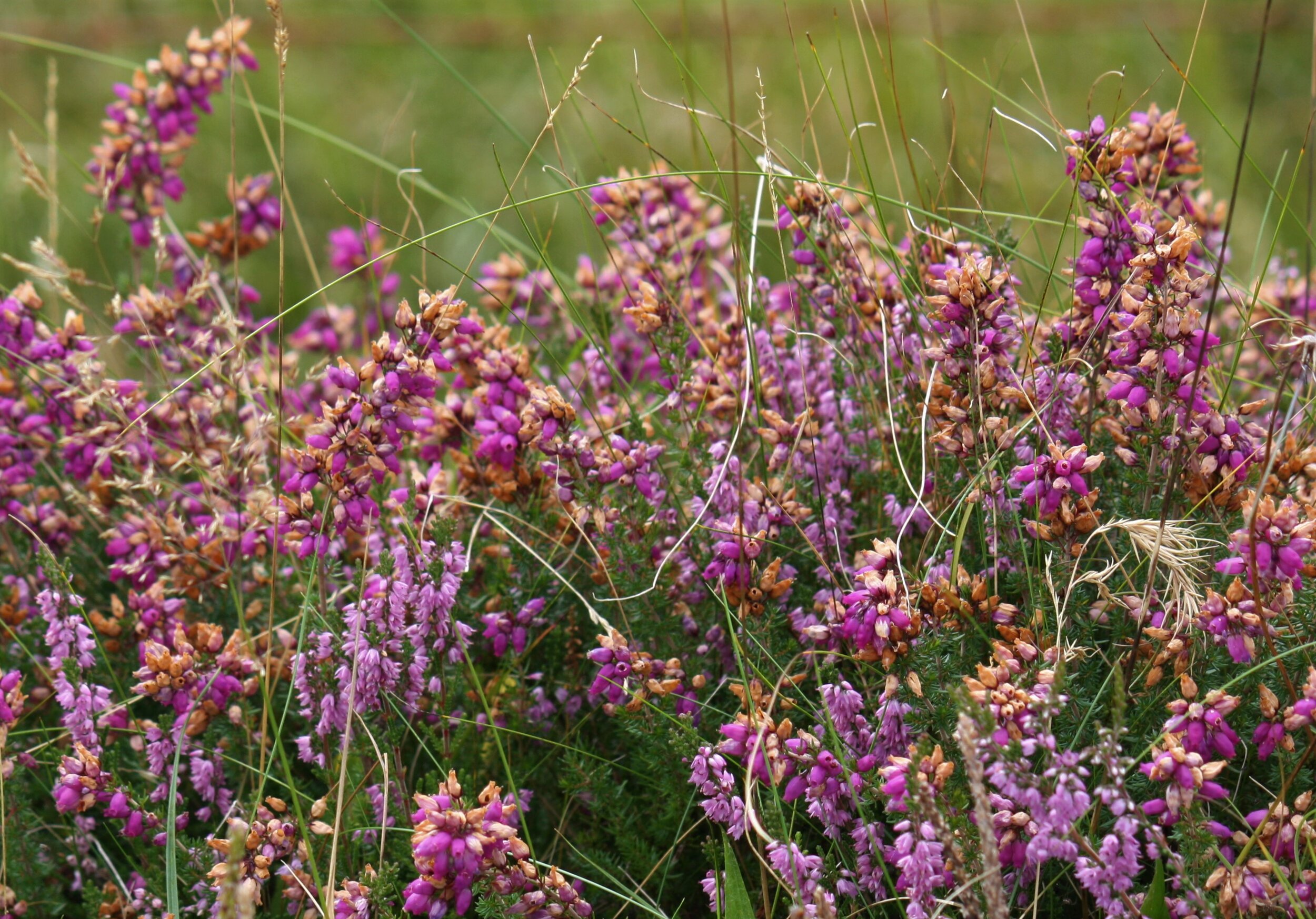 Heather. Road between Gairloch to Ullapool. West Coast, Scotland.