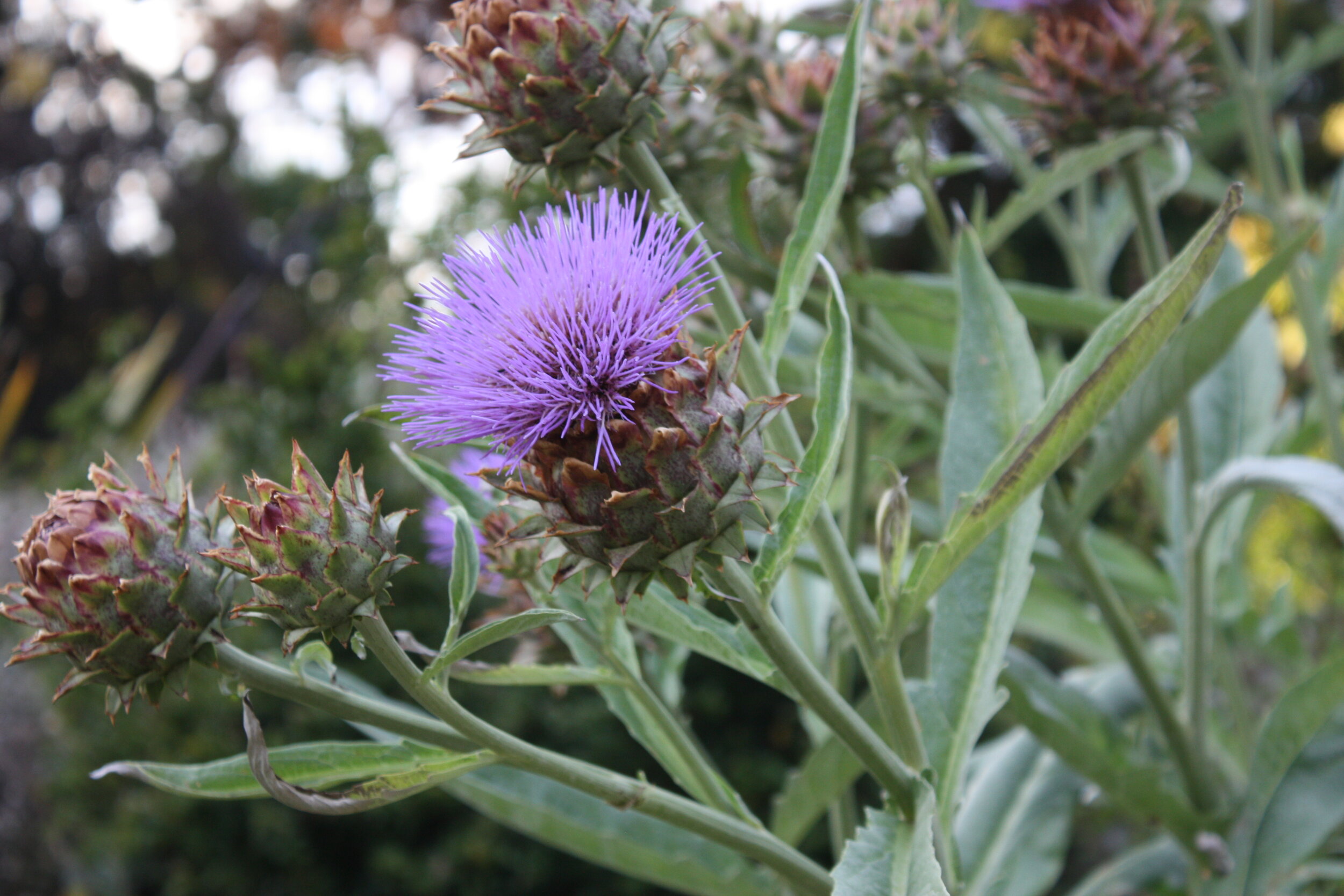 Thistle. Nairn, Scotland.