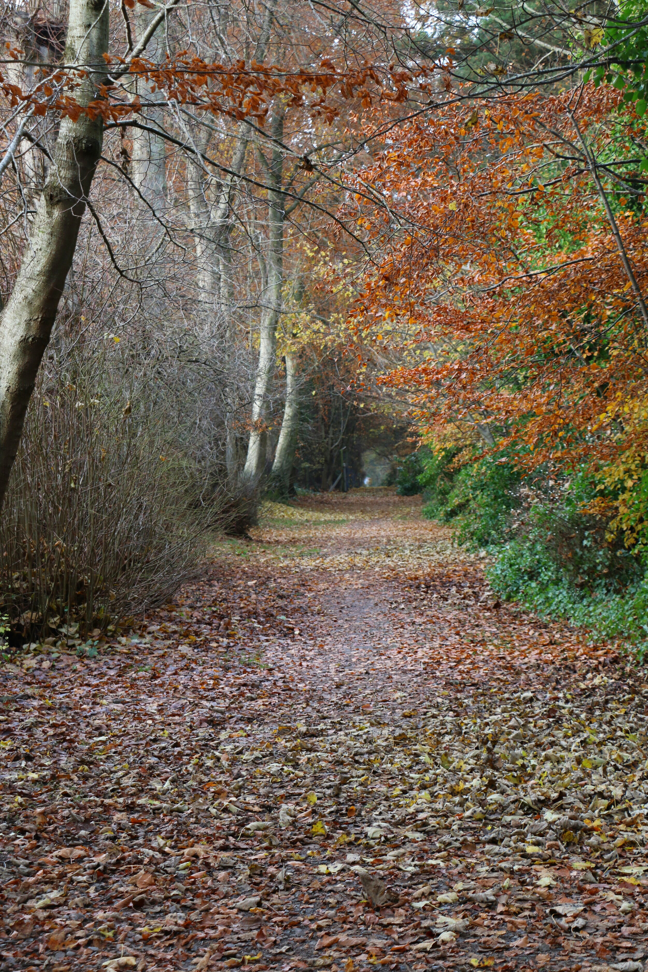 The 'Avenue' down to the sea. Nairn, Scotland