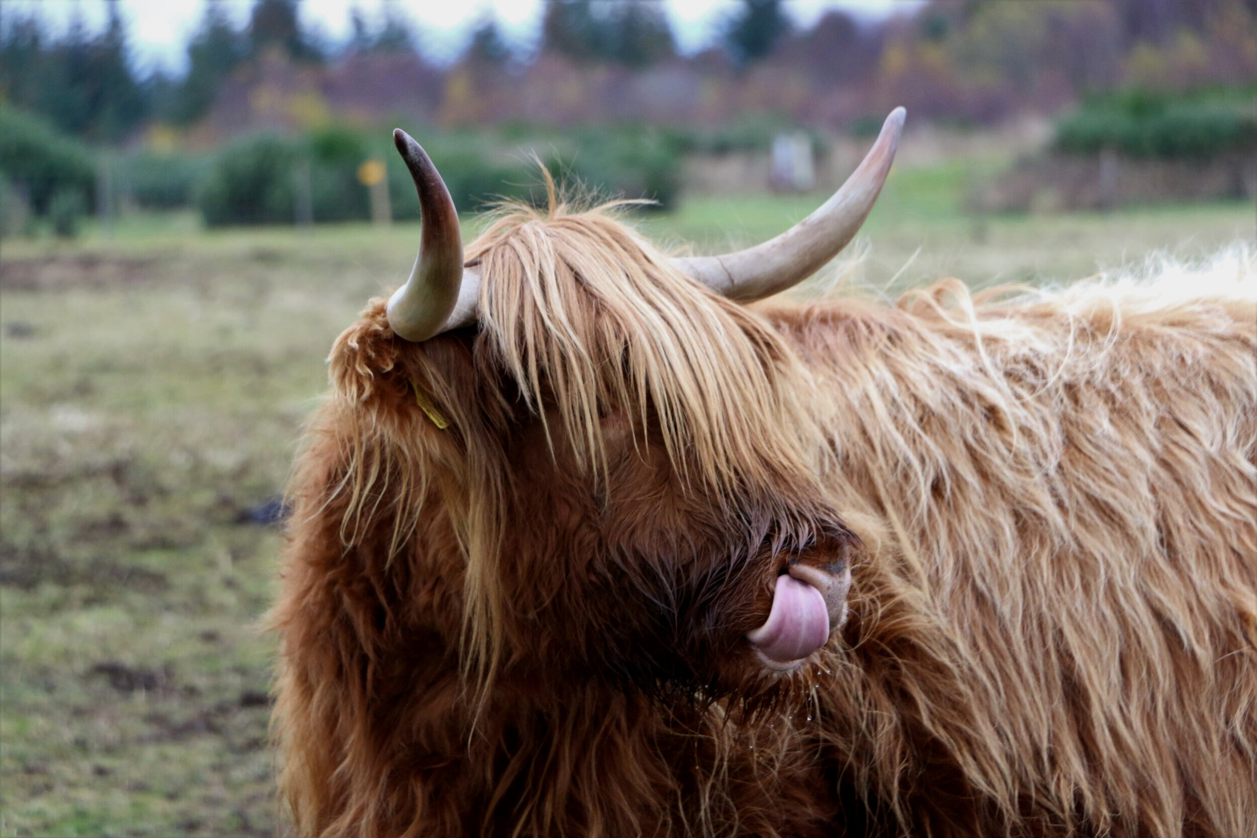 Hairy coo at The Newton Hotel. Nairn, Scotland.